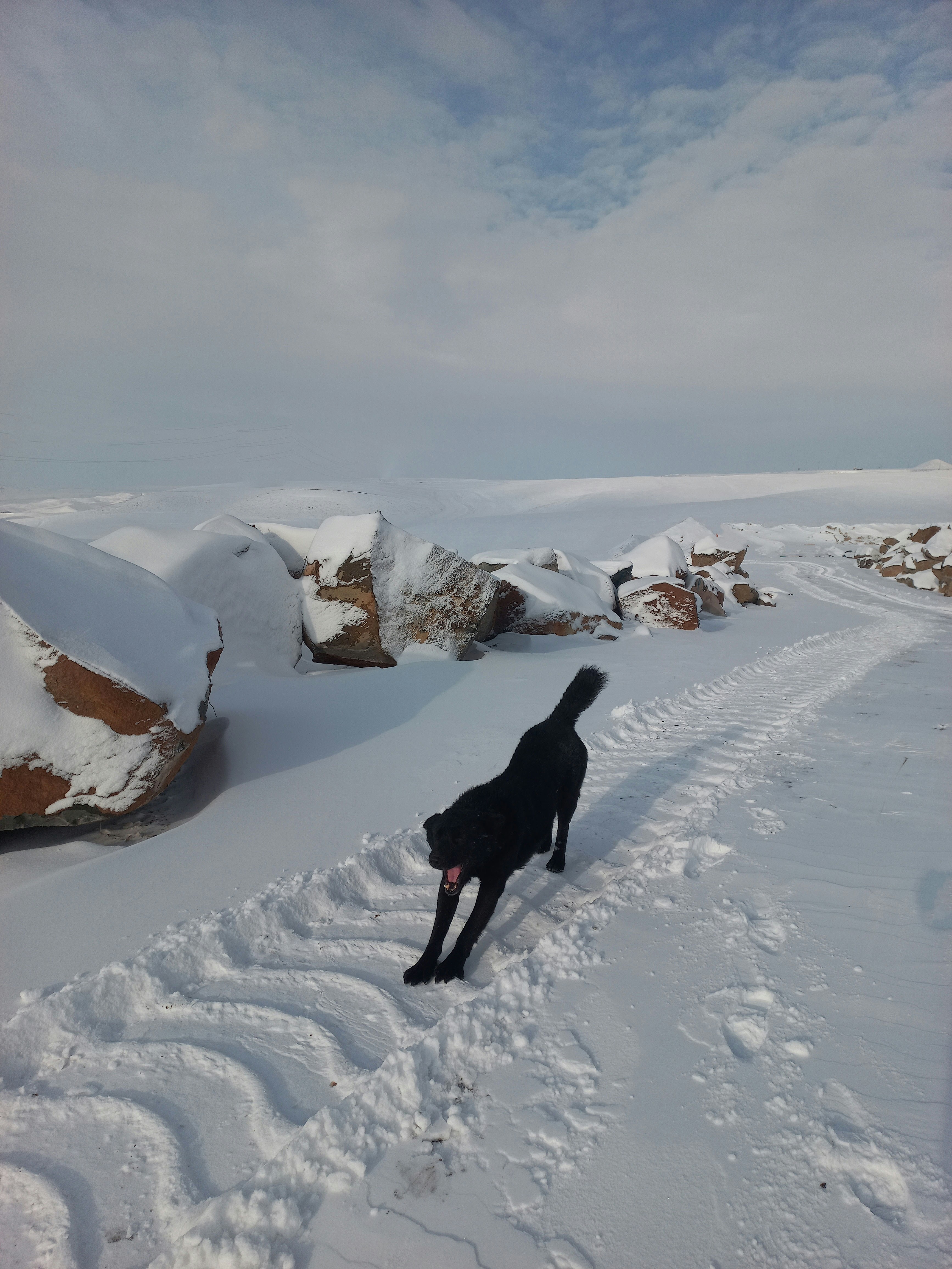Ein schwarzer Hund rennt durch frischen Schnee.