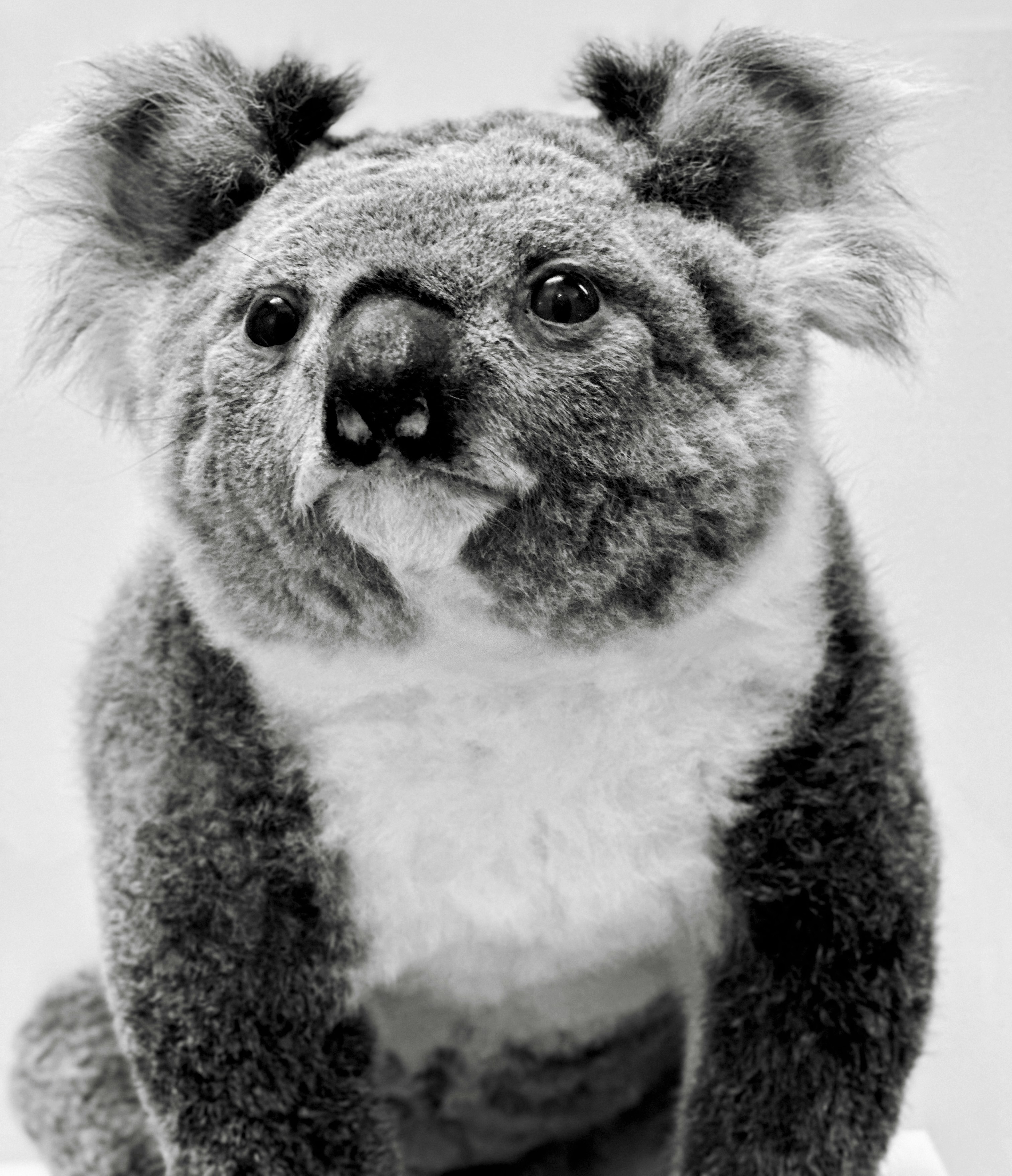 A close-up black and white of a koala