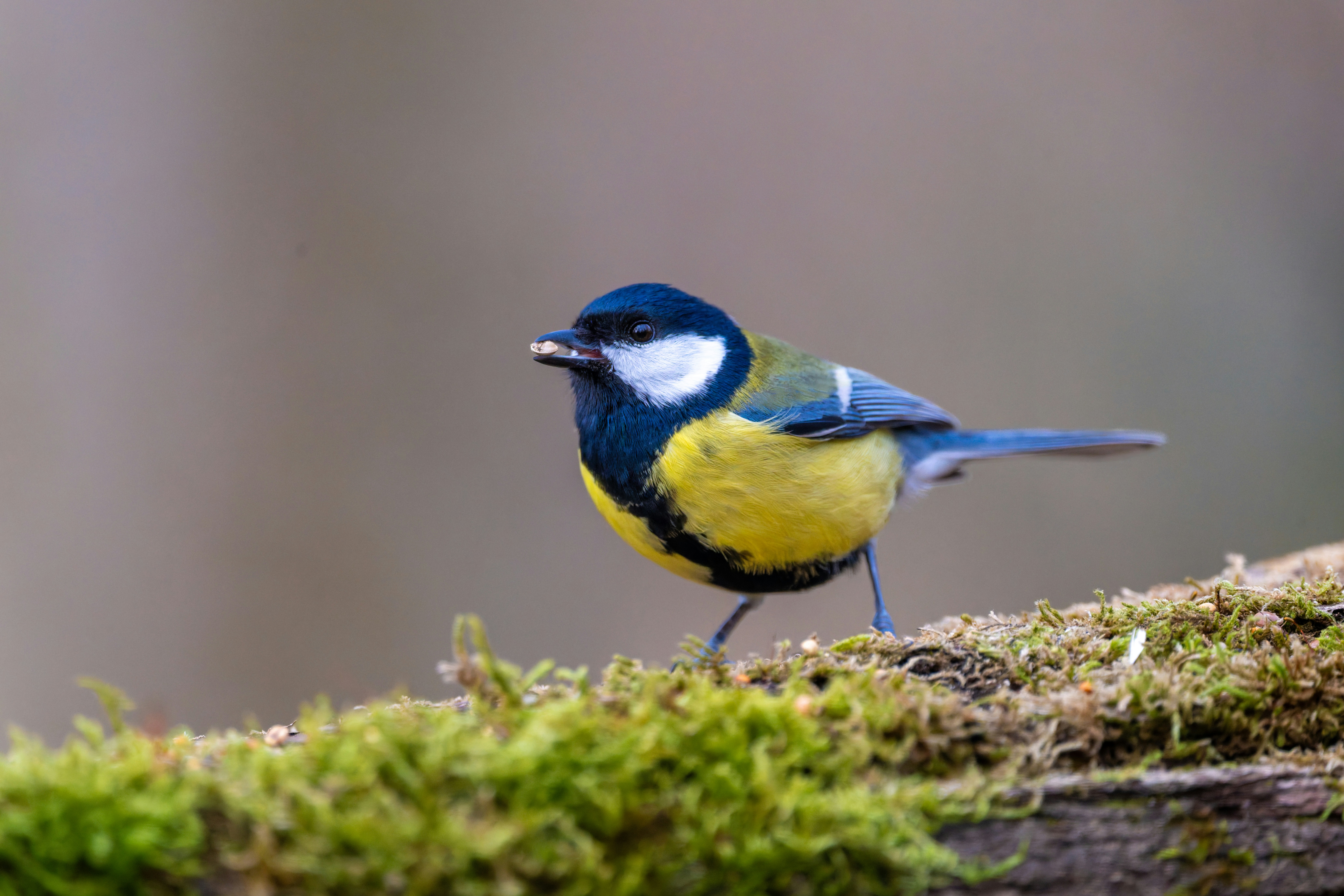 Photo by siegfriedpoepperl