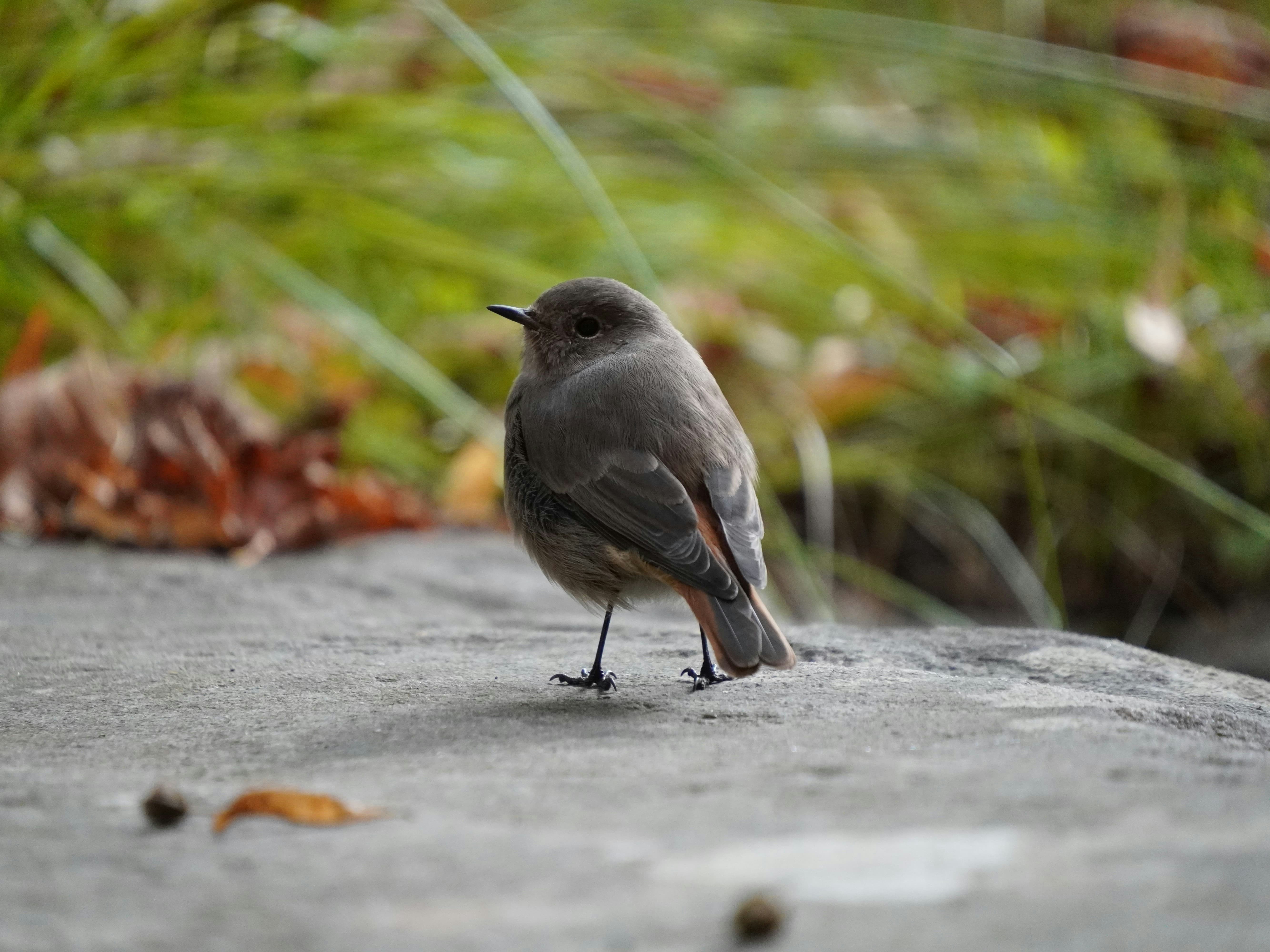 Photo by federico_di_lauro