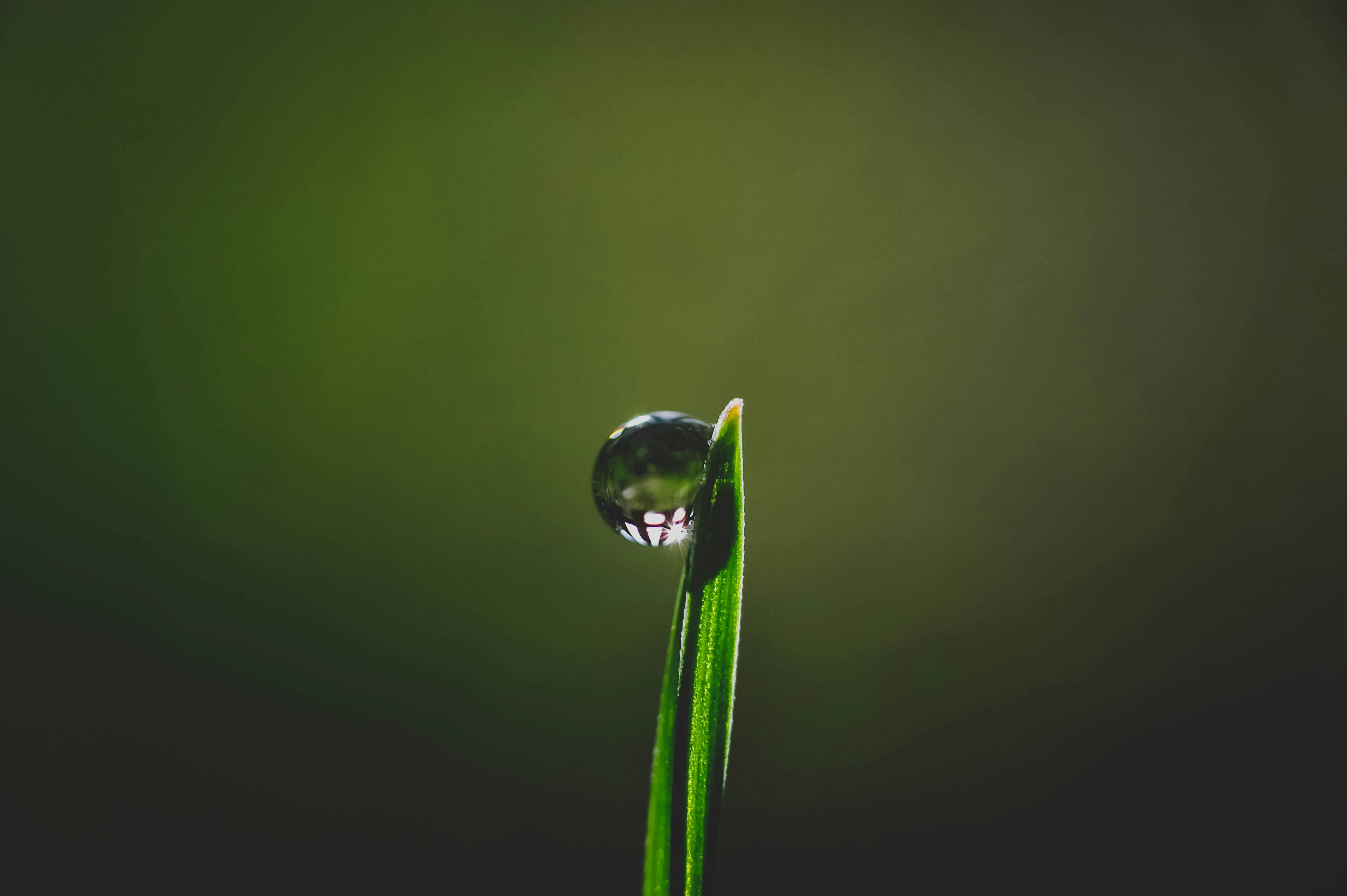 A single water droplet on a blade of grass