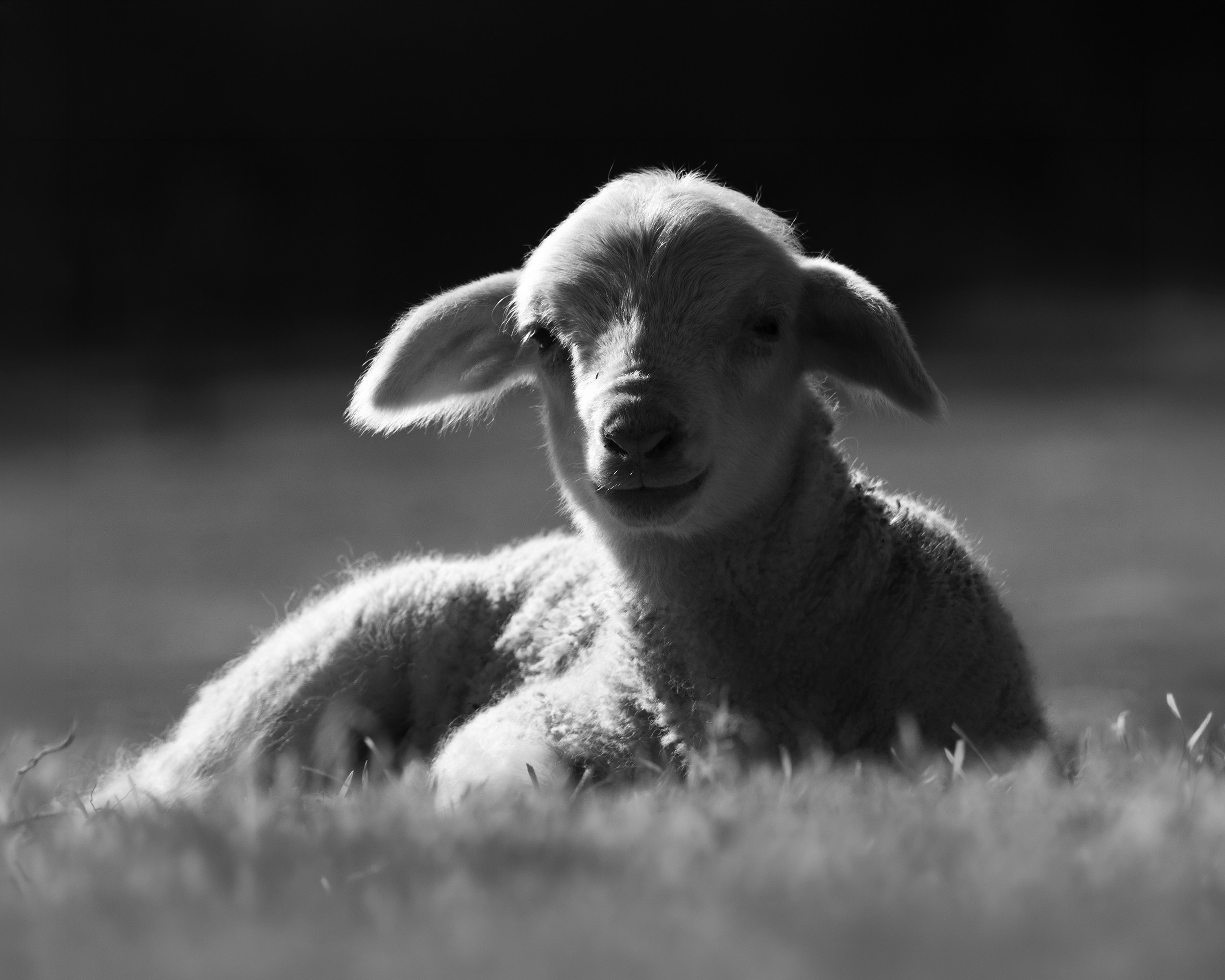 Ein junges Lamm ruht auf einer Graswiese.