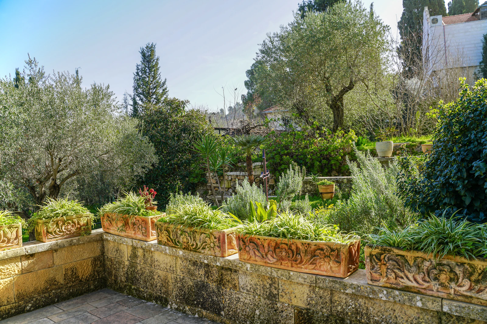 Allée bordée de plantes en pot et d'oliviers dans un jardin méditerranéen
