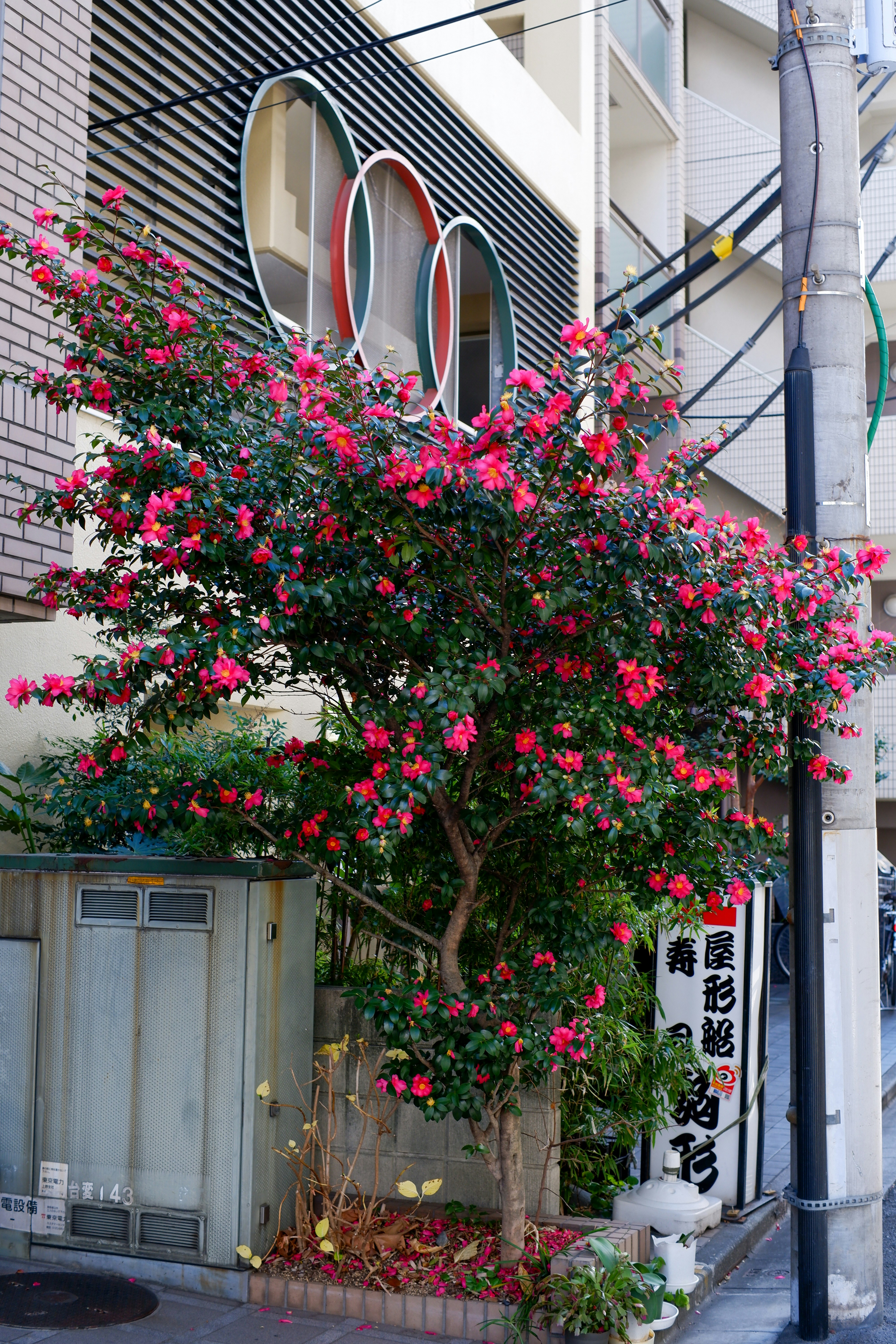 Photo by susannschuster