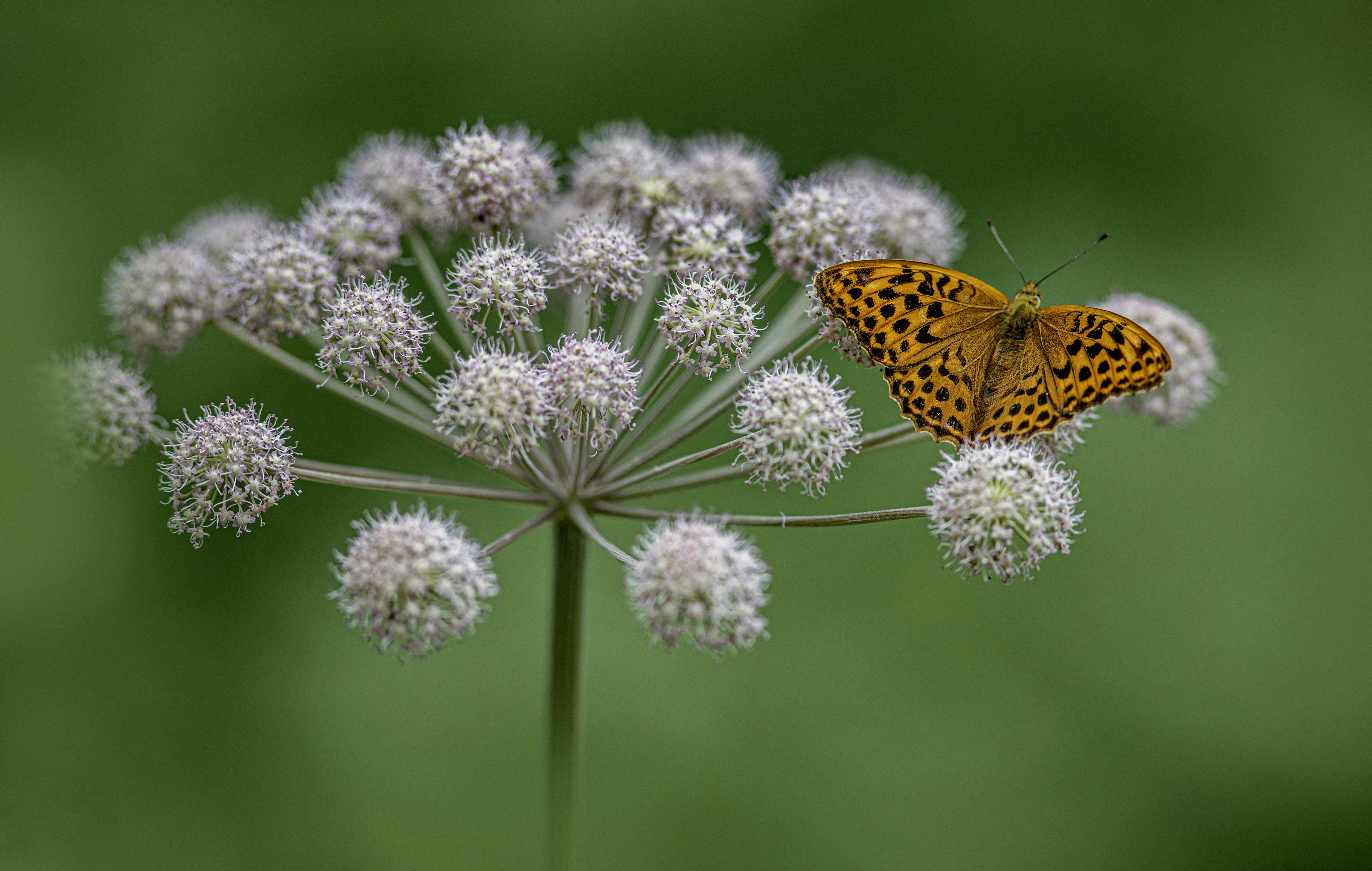 Photo by erik_karits