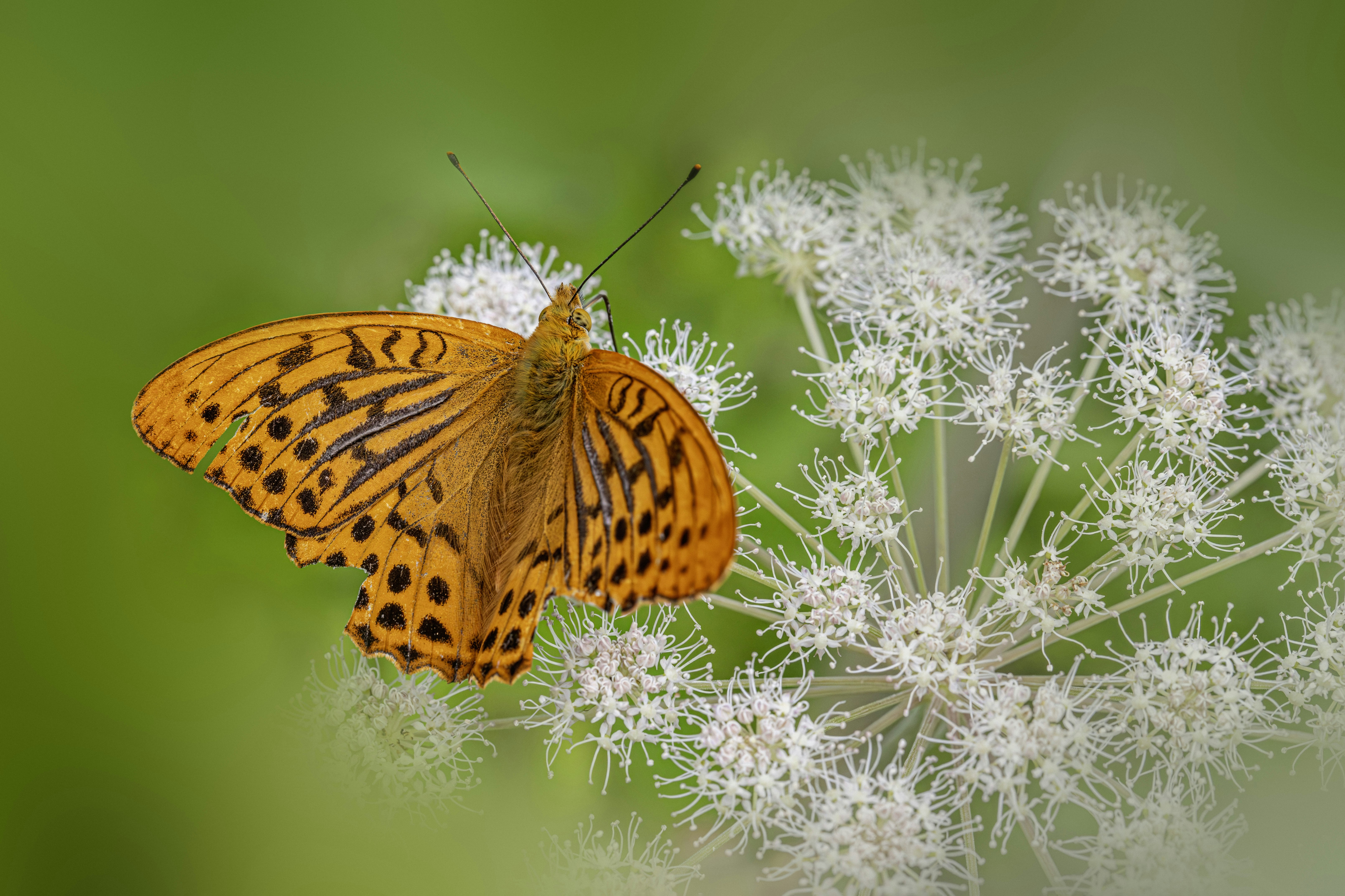 Photo by erik_karits