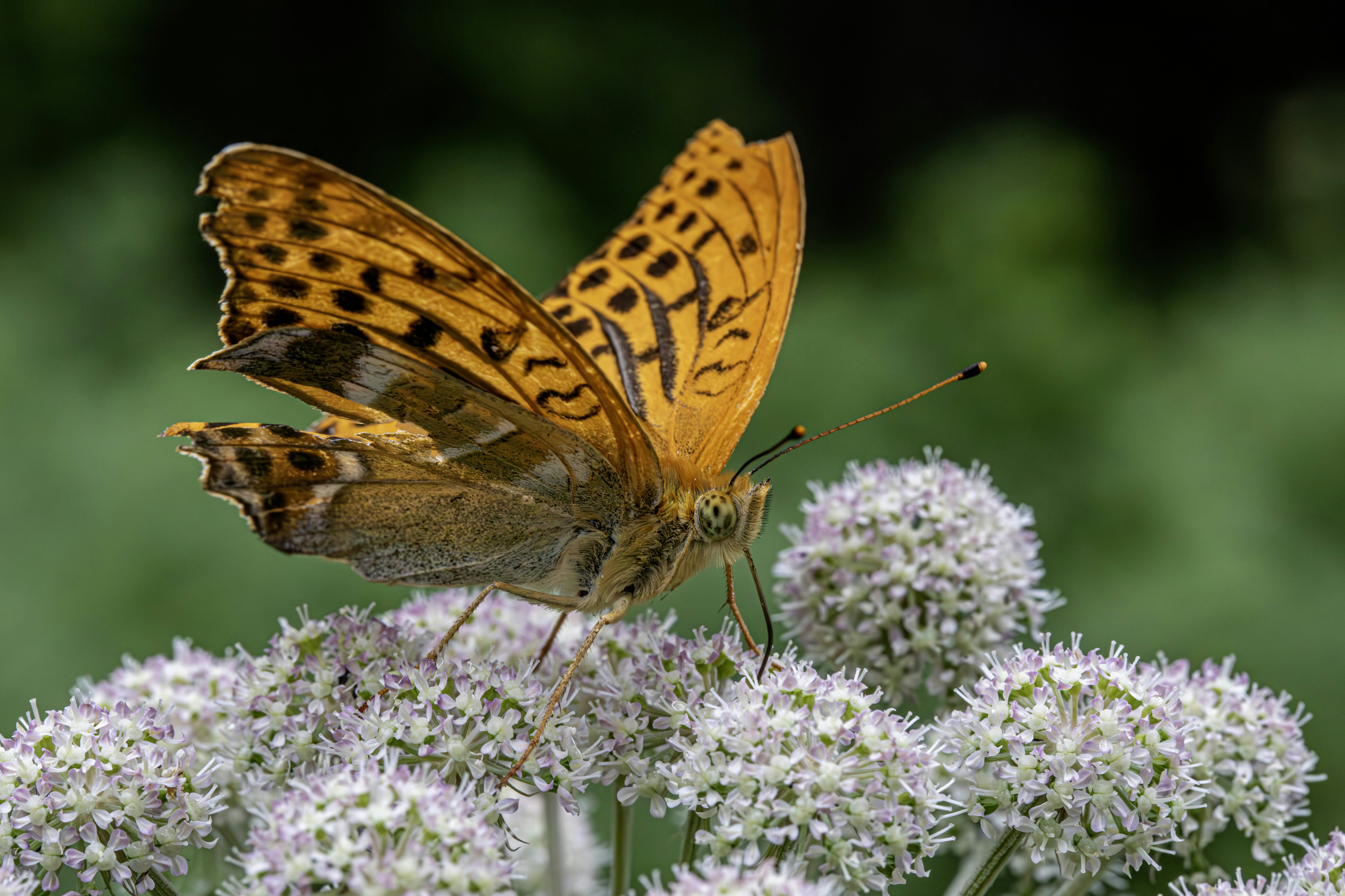 Photo by erik_karits