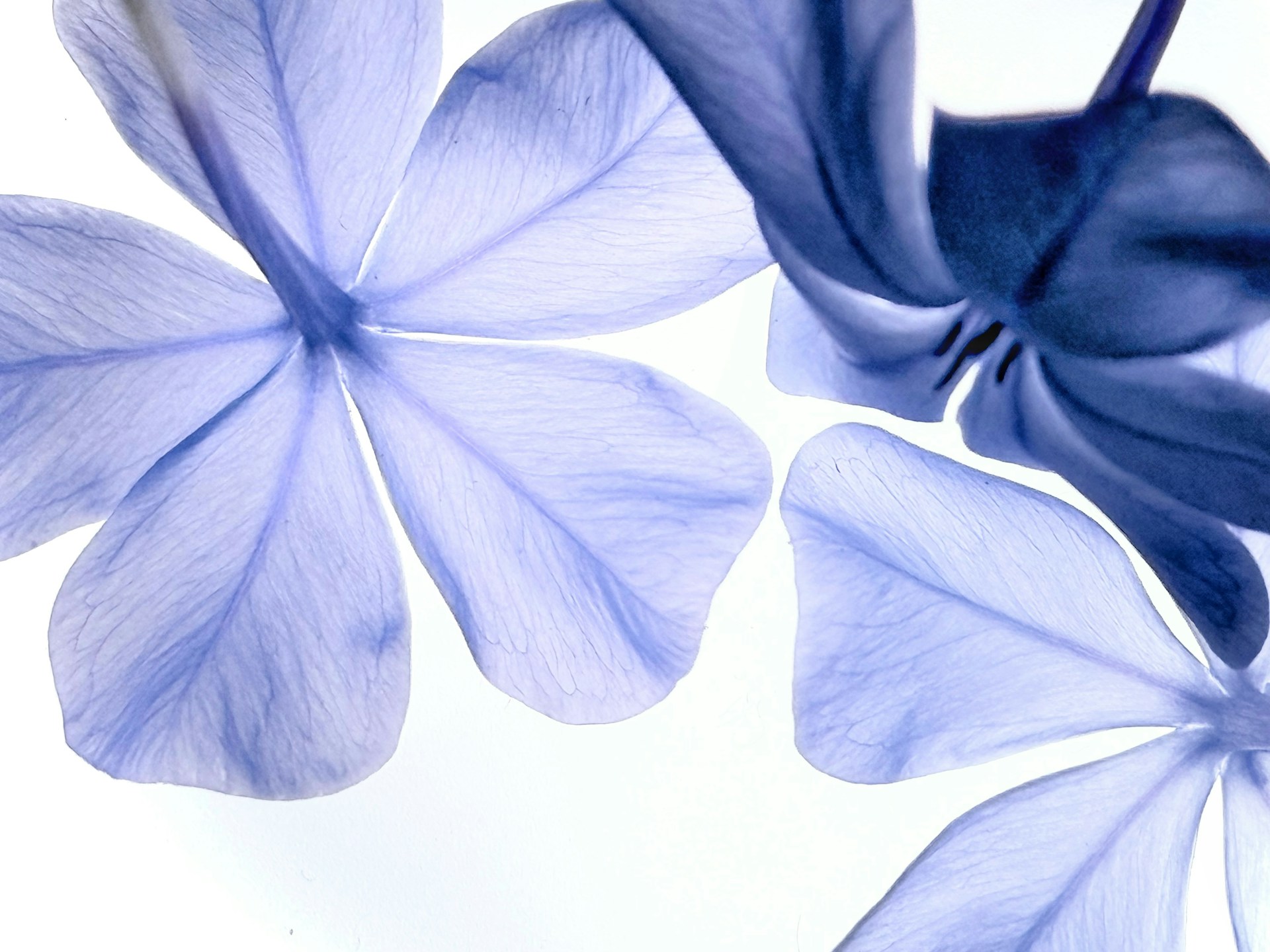 Close-up of delicate blue flower petals against white