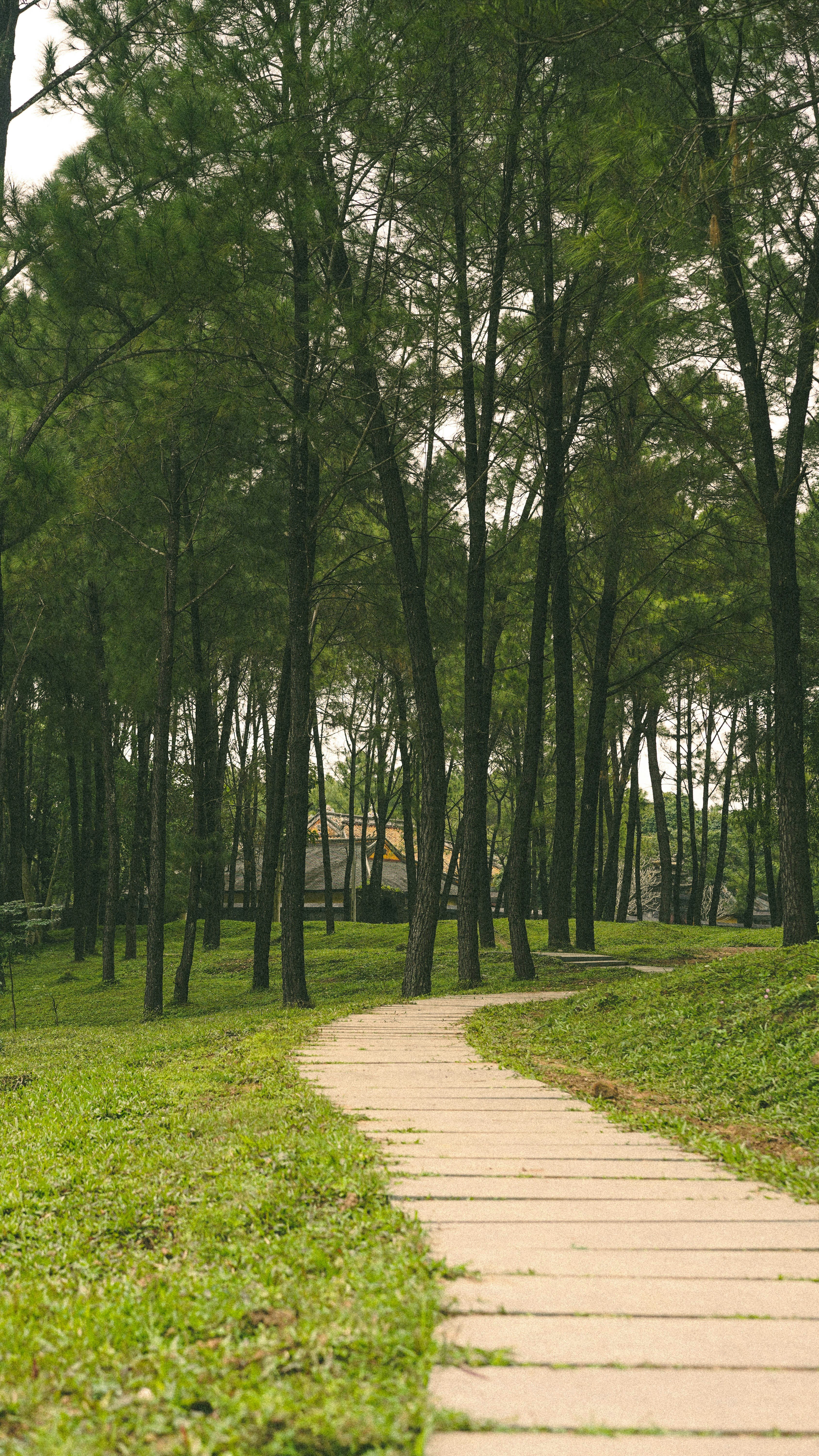 Jalan berliku melalui hutan pinus