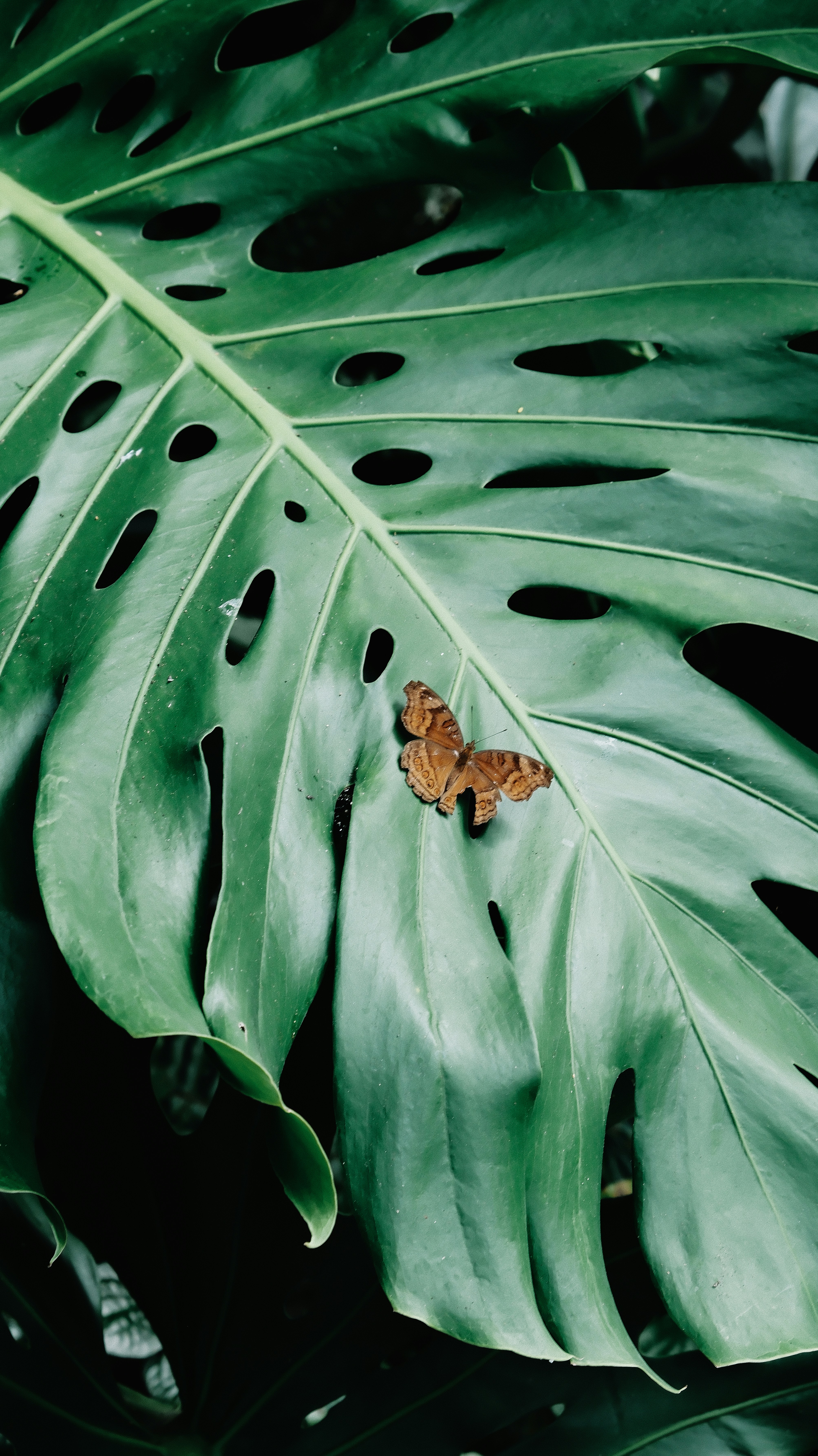 Saving the Monarch Butterfly