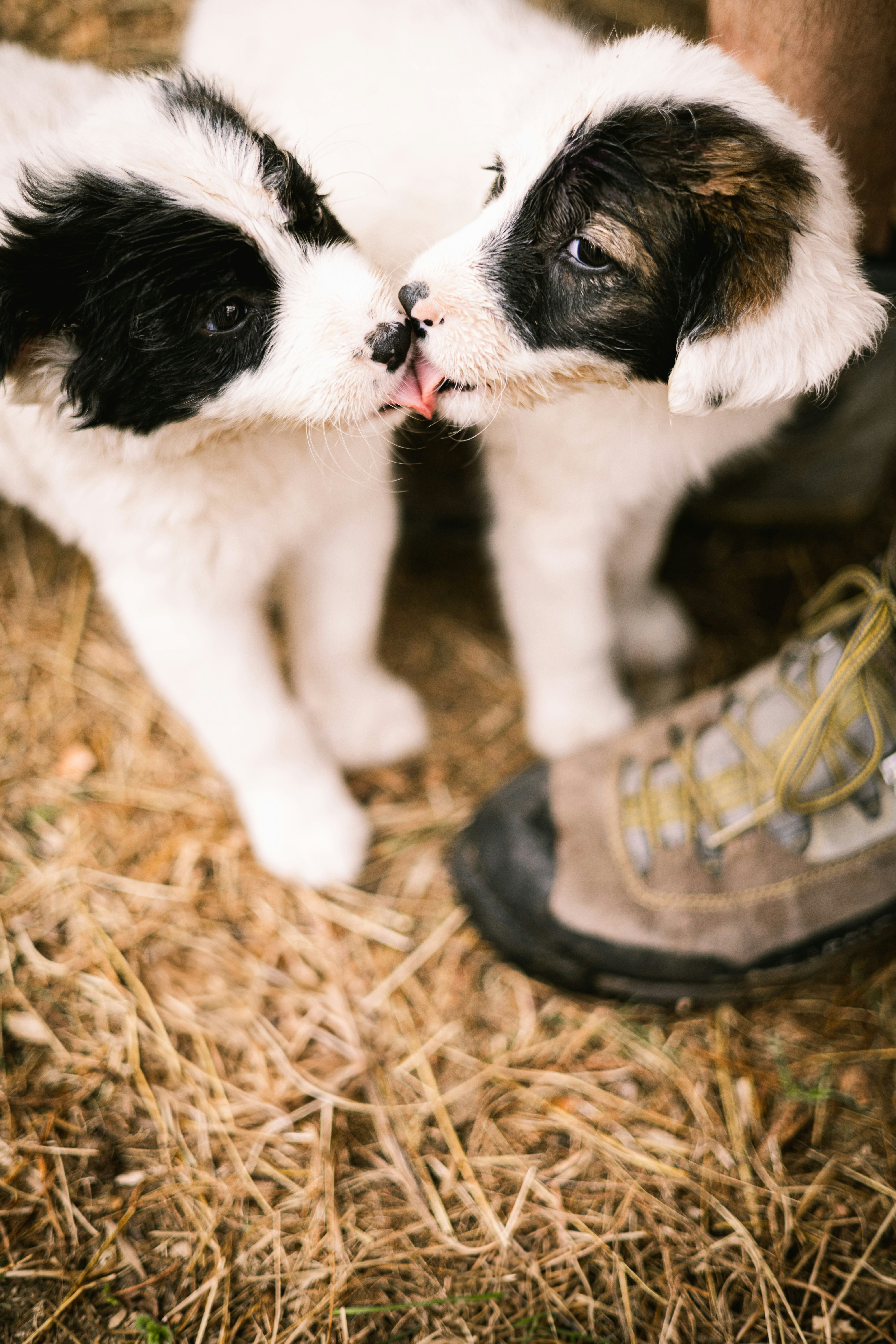 Due cuccioli soffici che si baciano sull'erba secca