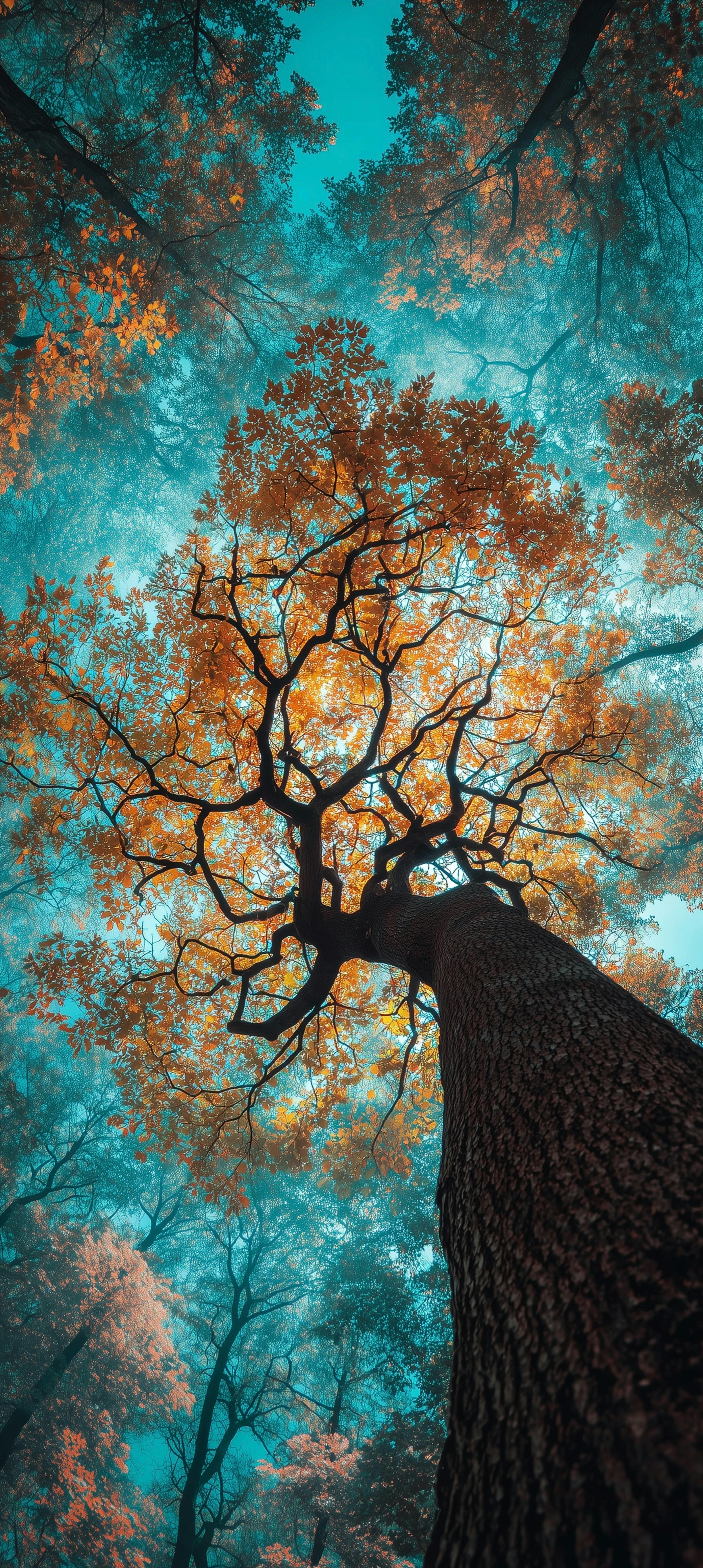 Looking up through autumn trees towards the sky