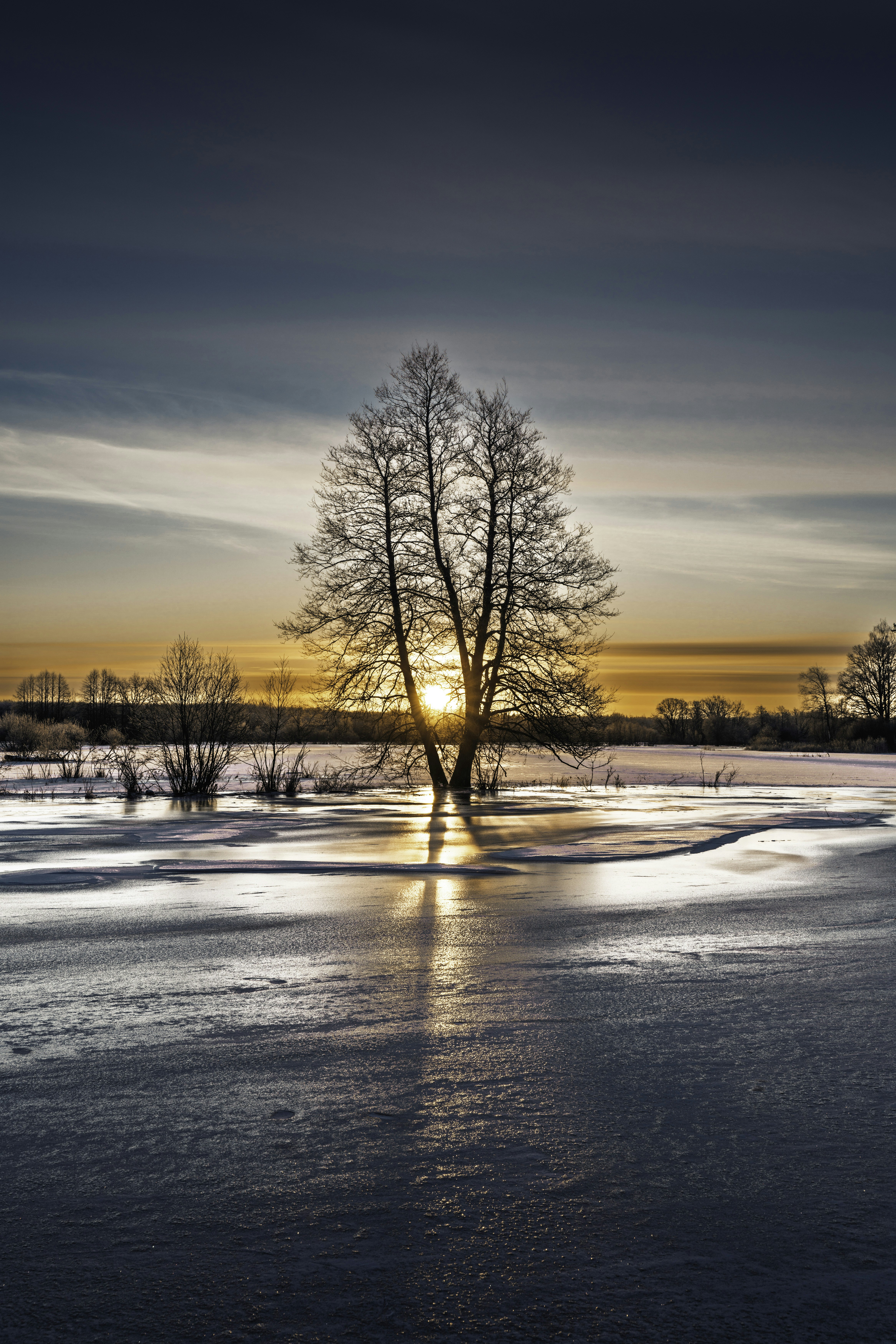 夕暮れの氷原の裸木