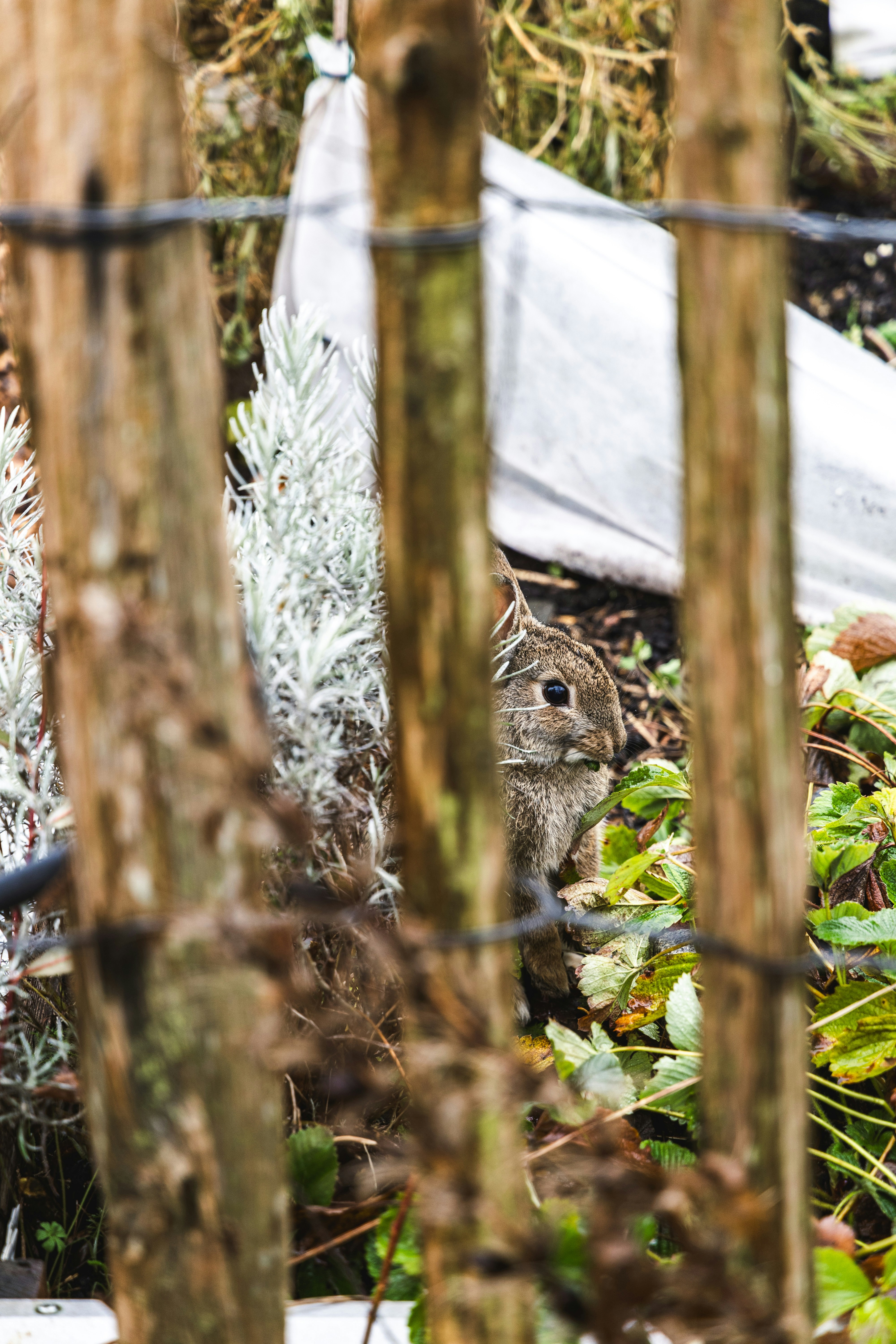 pest control garden