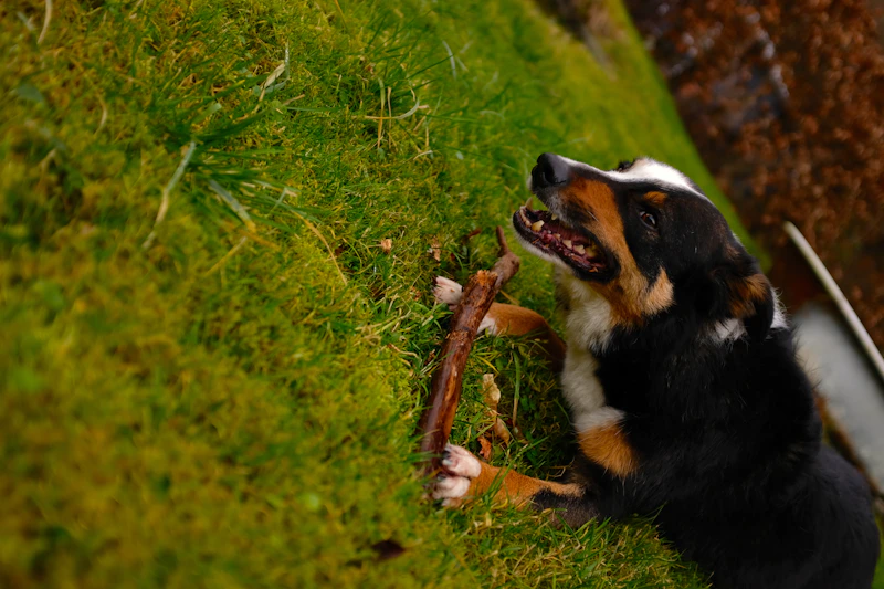 Common Dog Health Problems and Prevention: Practical Tips to Prevent Dog Illness