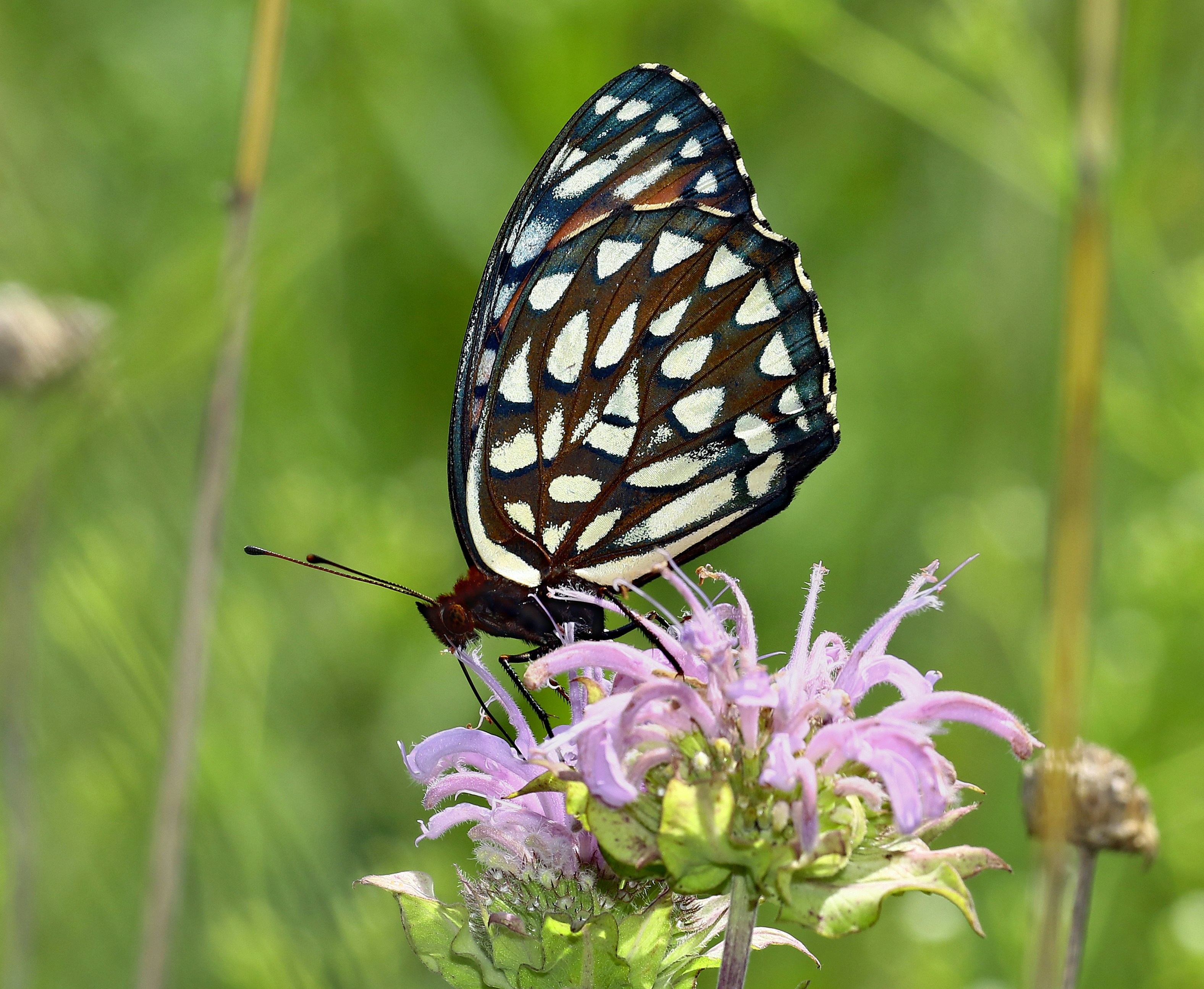 Photo by telliottmbamsc