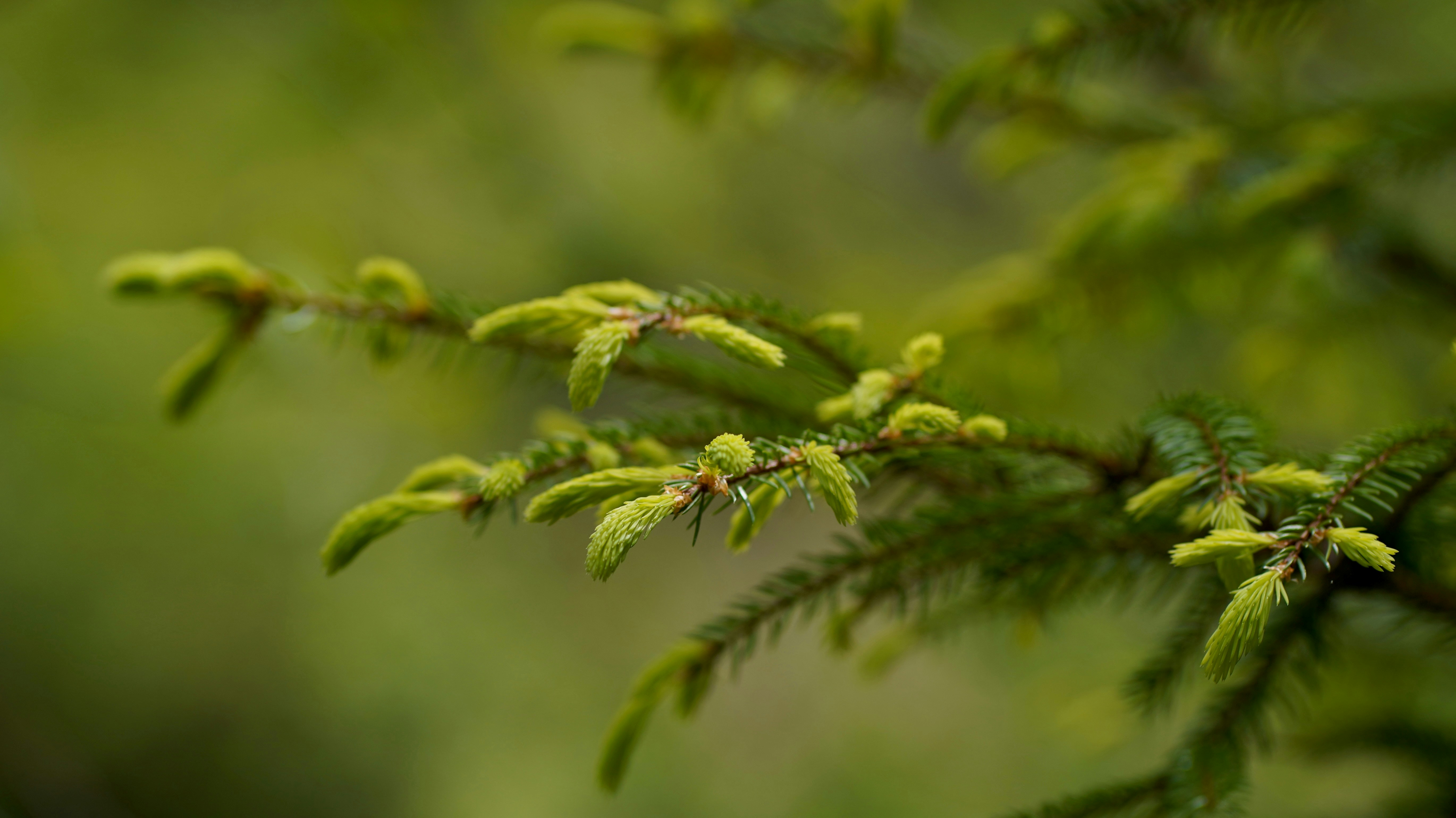 Close-up of green pine needles on a branch.