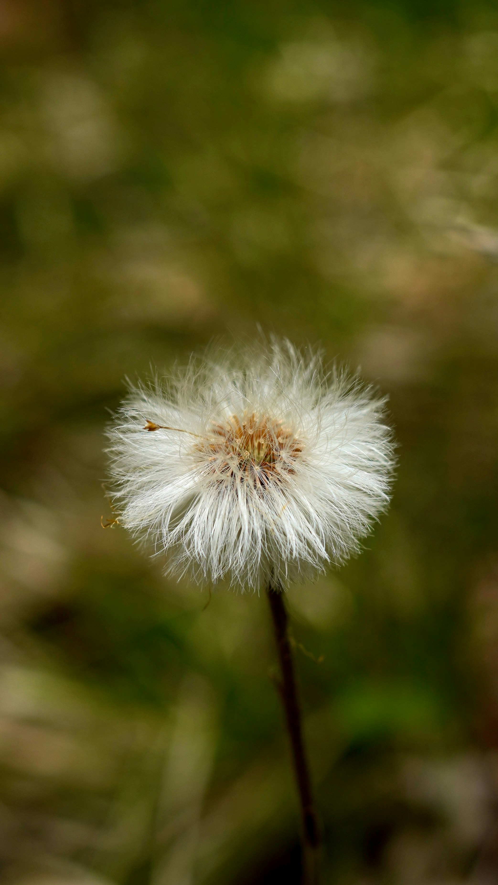 A fluffy white dandelion seed head in soft focus.