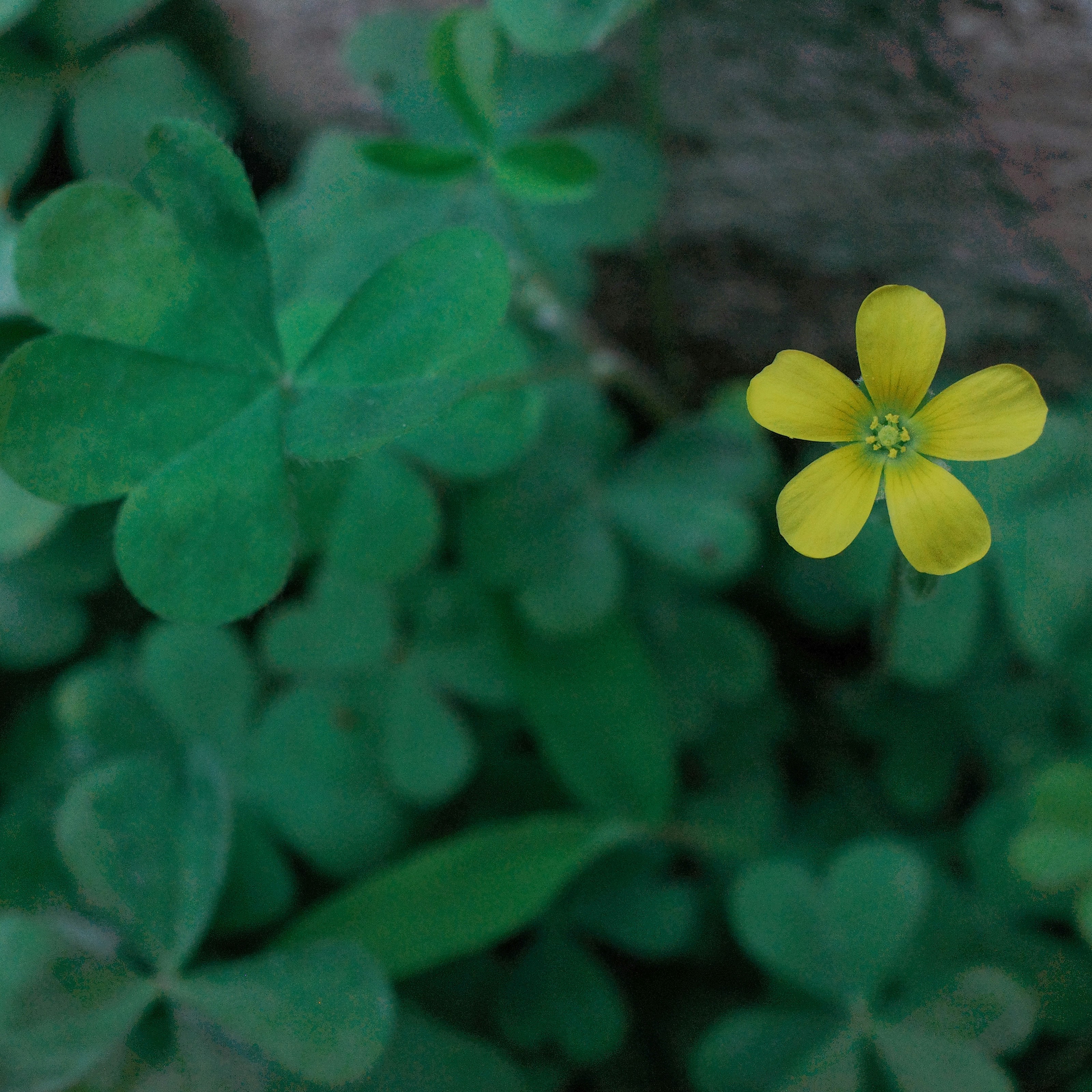 Photo by dickenslin76