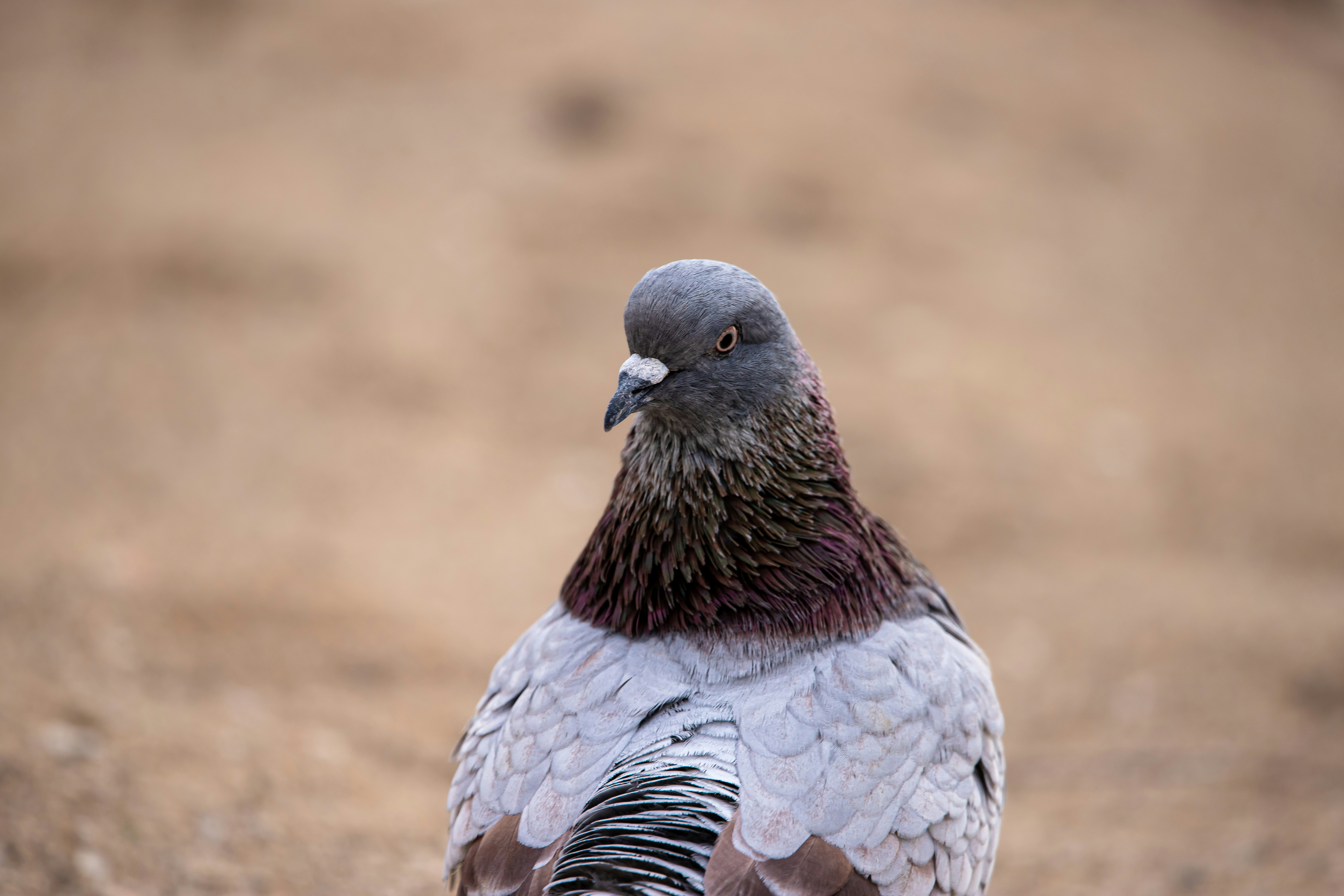 A pigeon with iridescent neck feathers looks left.