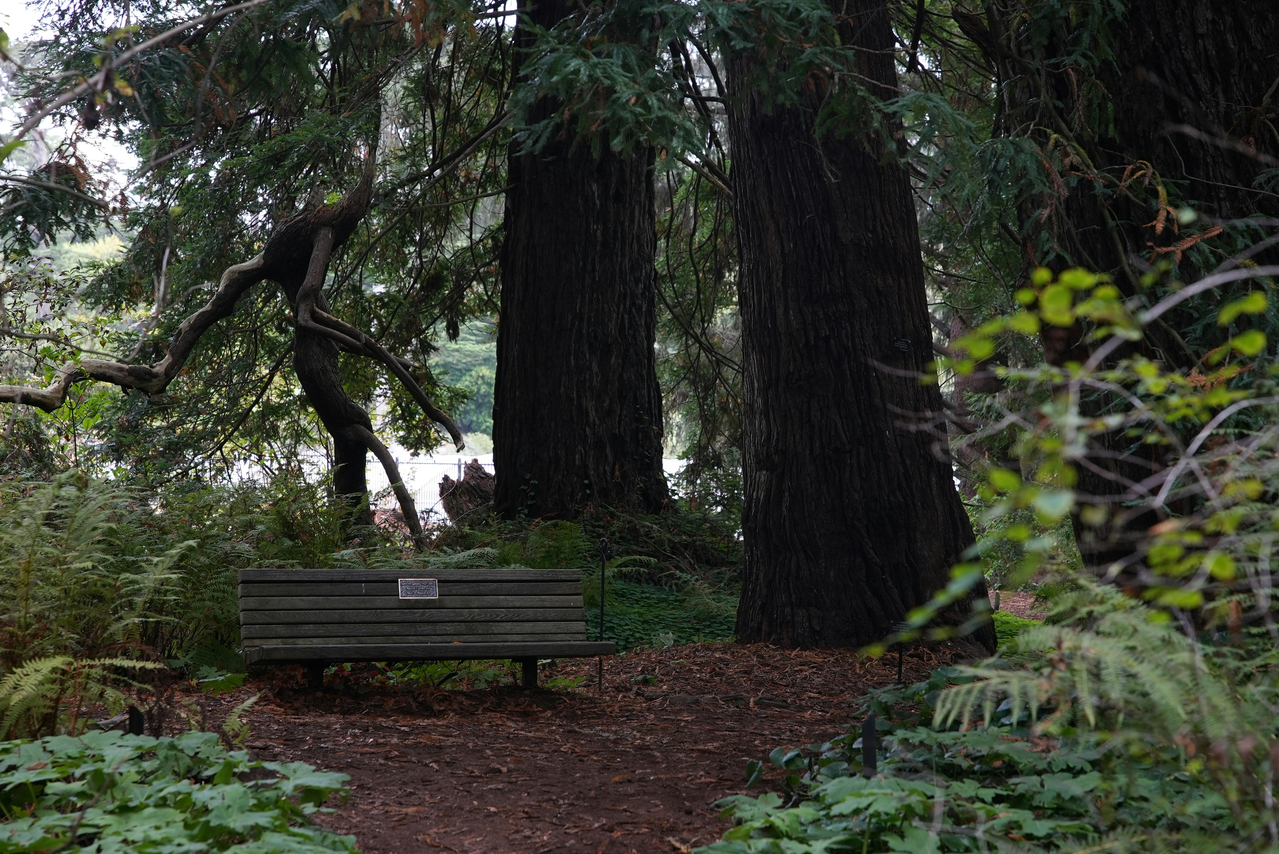 Árboles de El Retiro