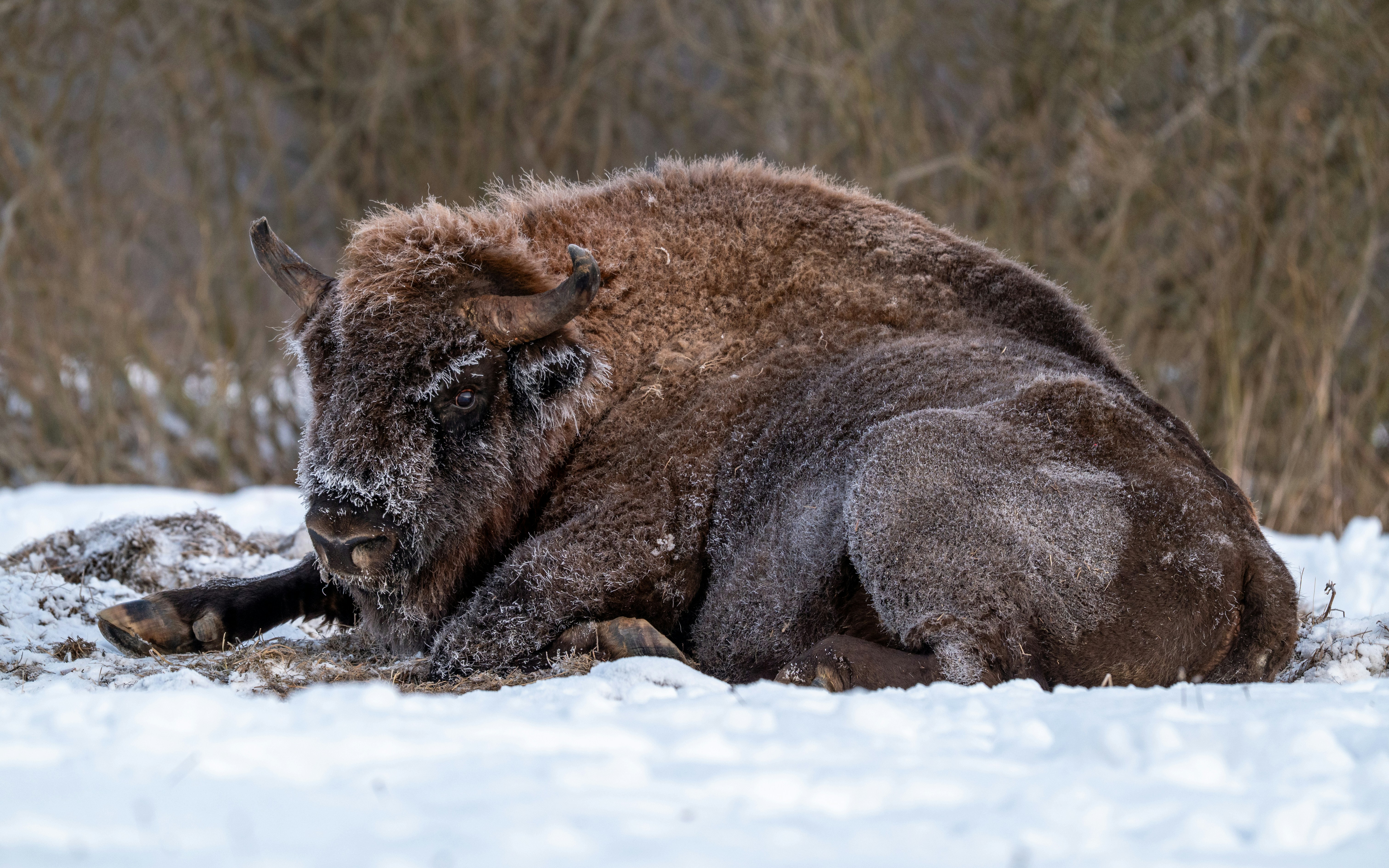 Photo by oj_wildframe