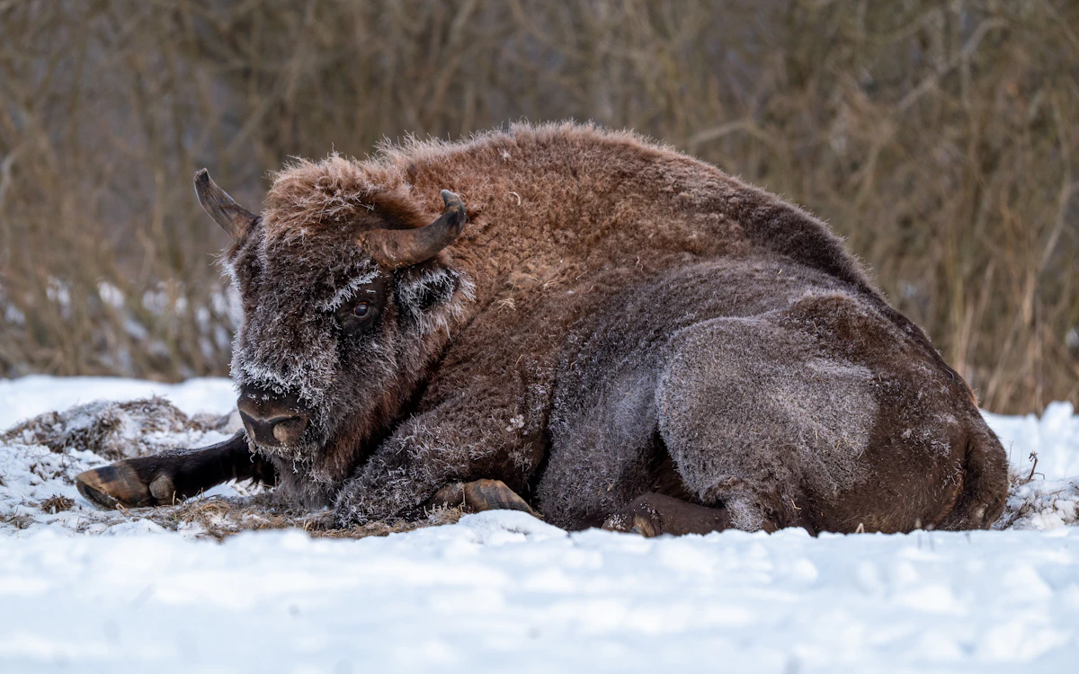 Białowieża