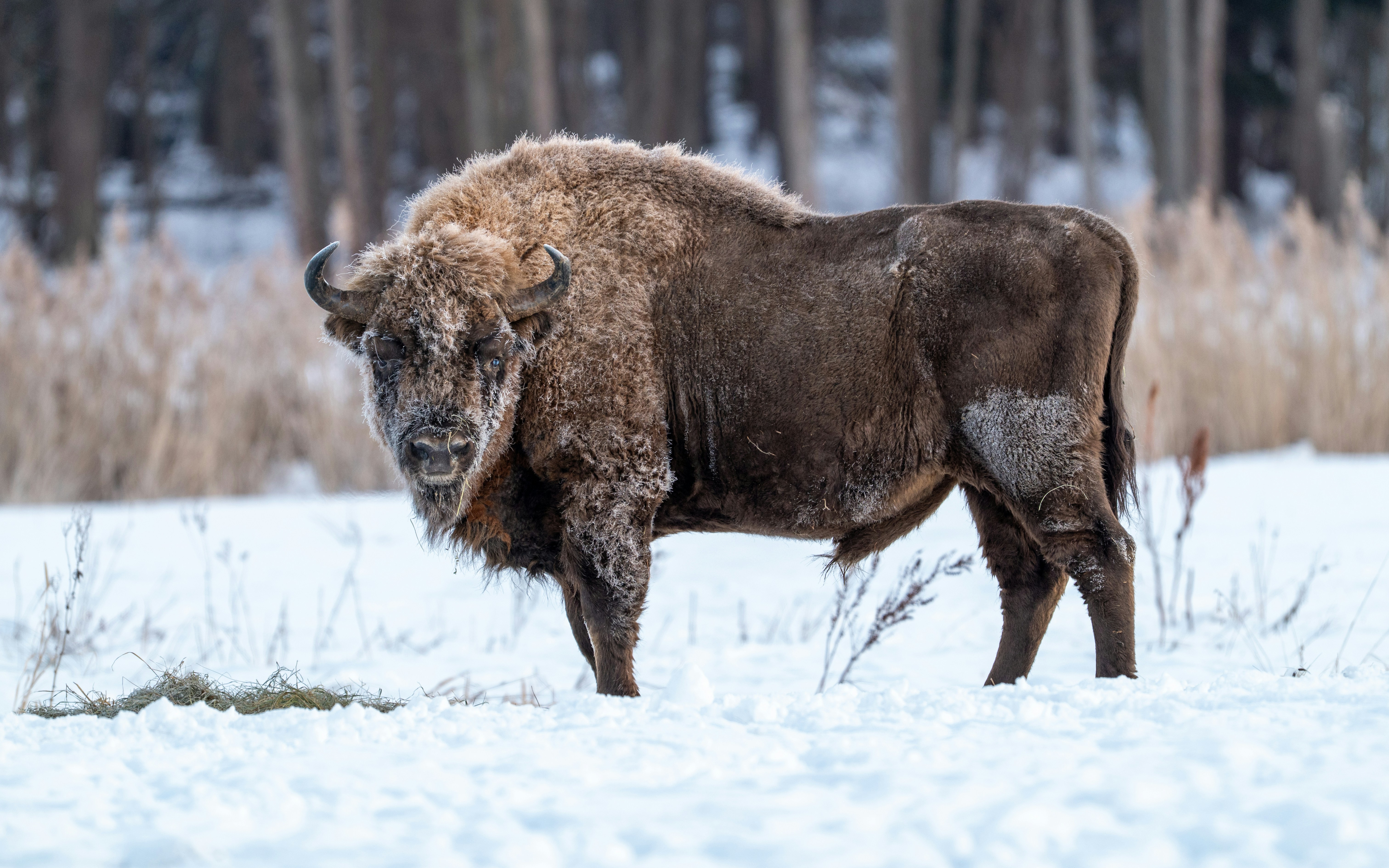 Photo by oj_wildframe