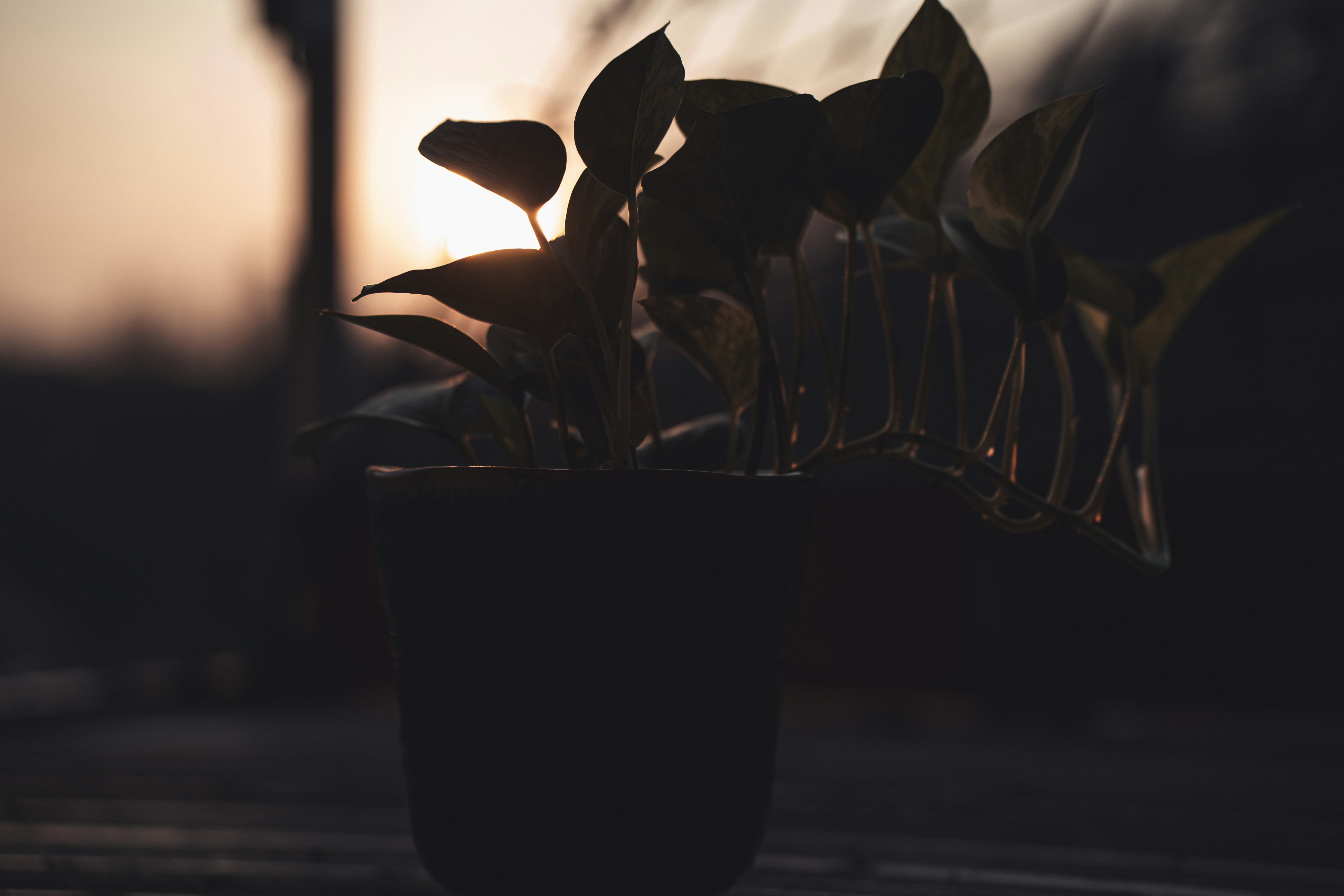 Photo by allexander_h