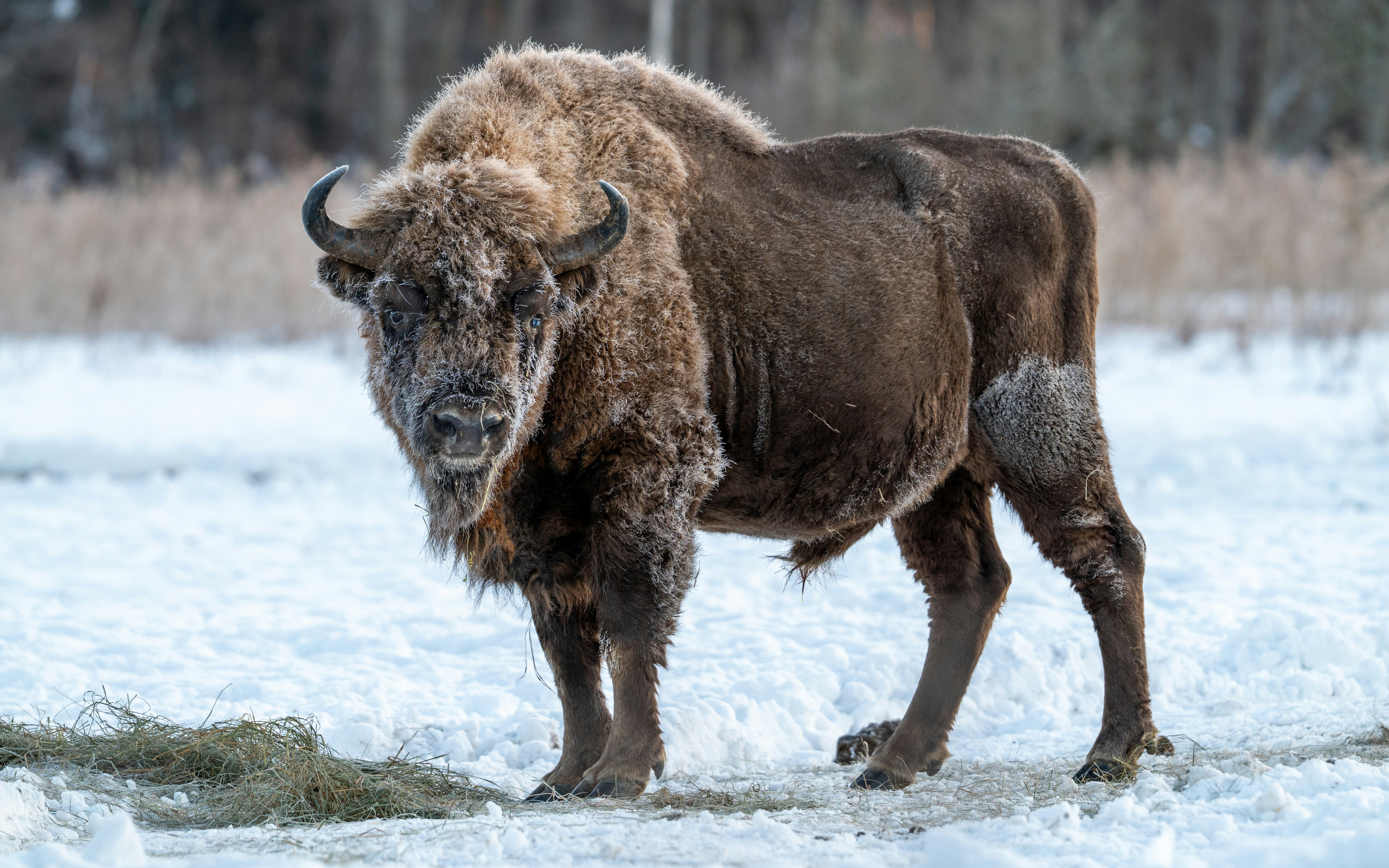 Photo by oj_wildframe