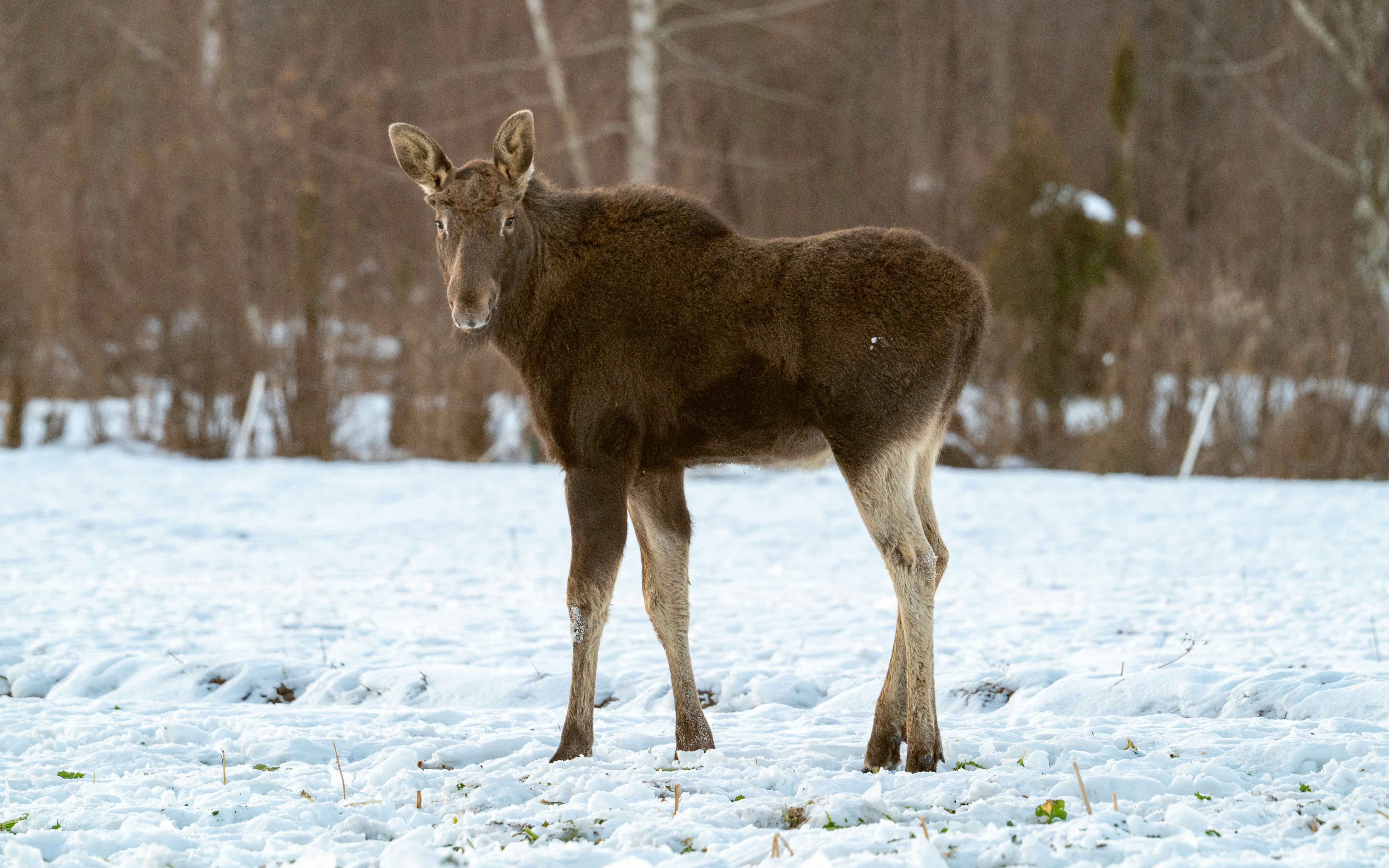 Photo by oj_wildframe