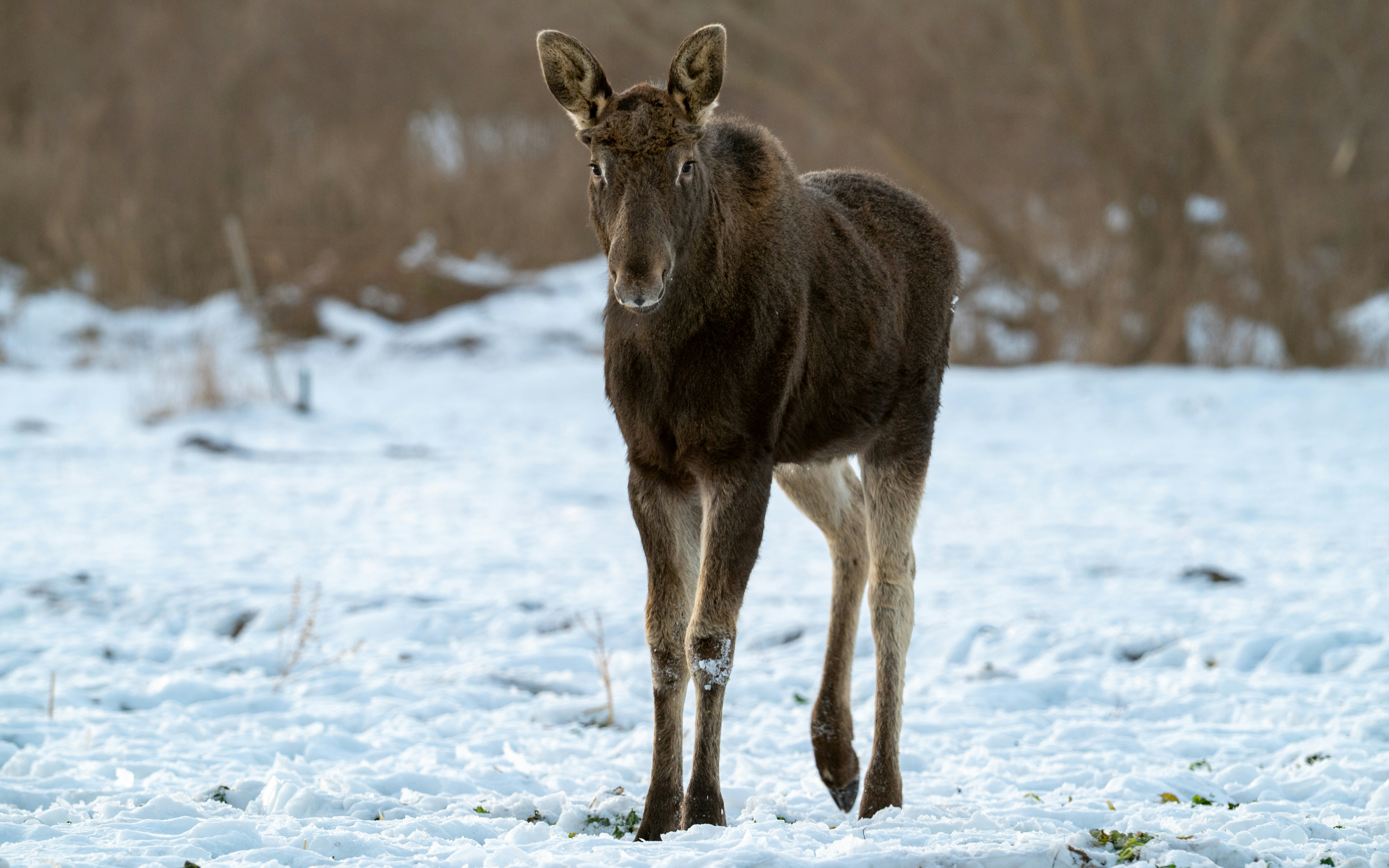 Photo by oj_wildframe