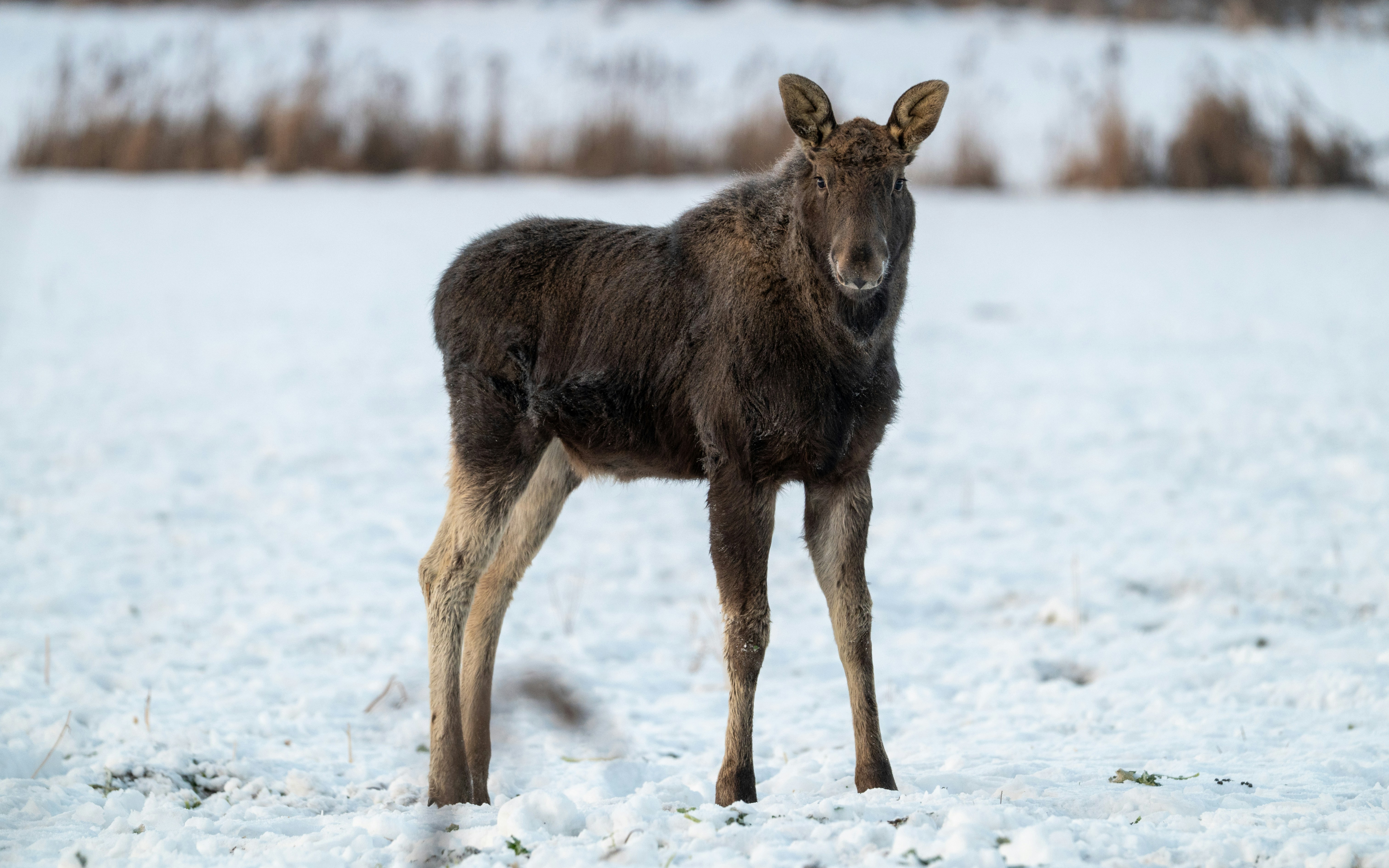 Photo by oj_wildframe