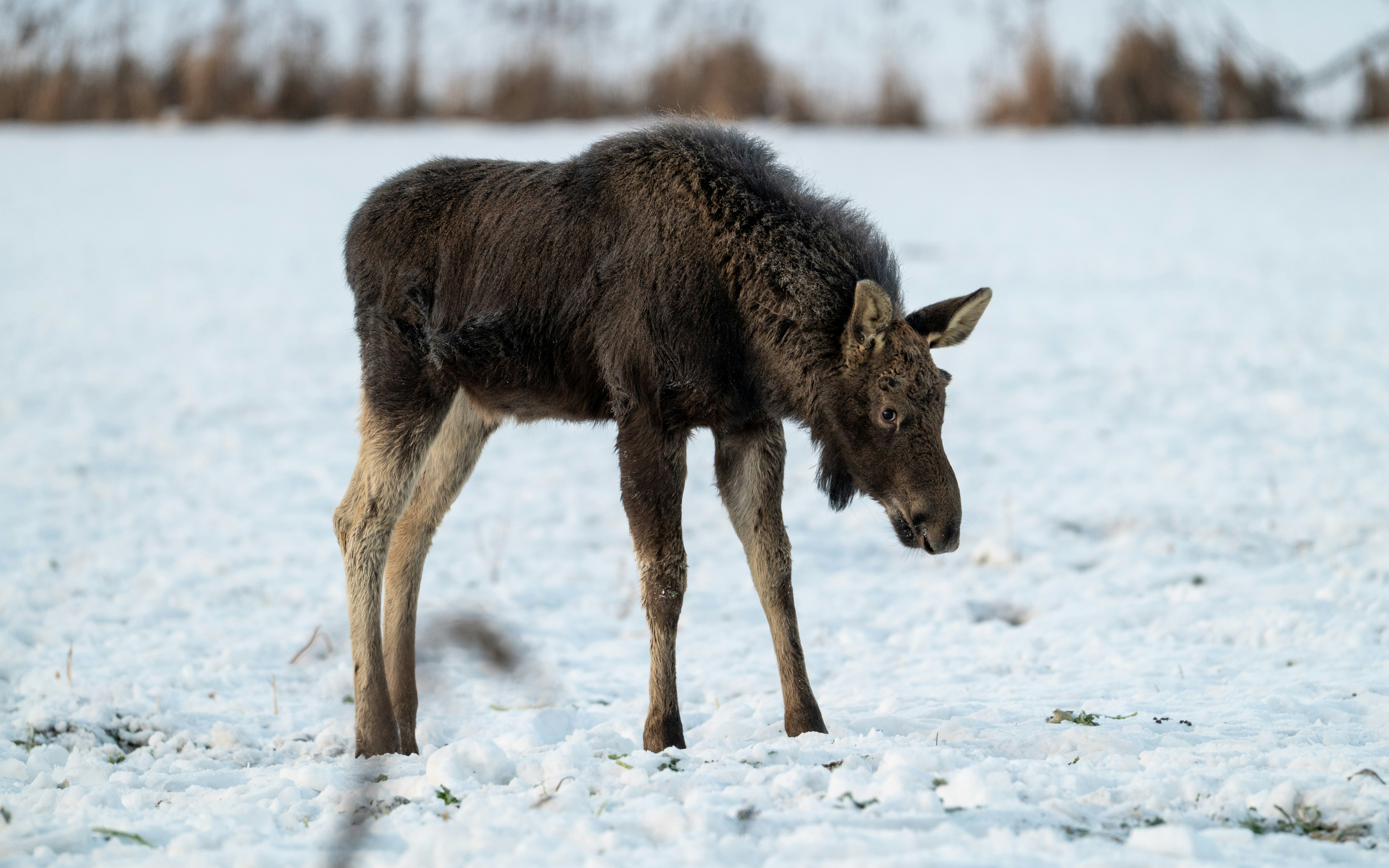 Photo by oj_wildframe