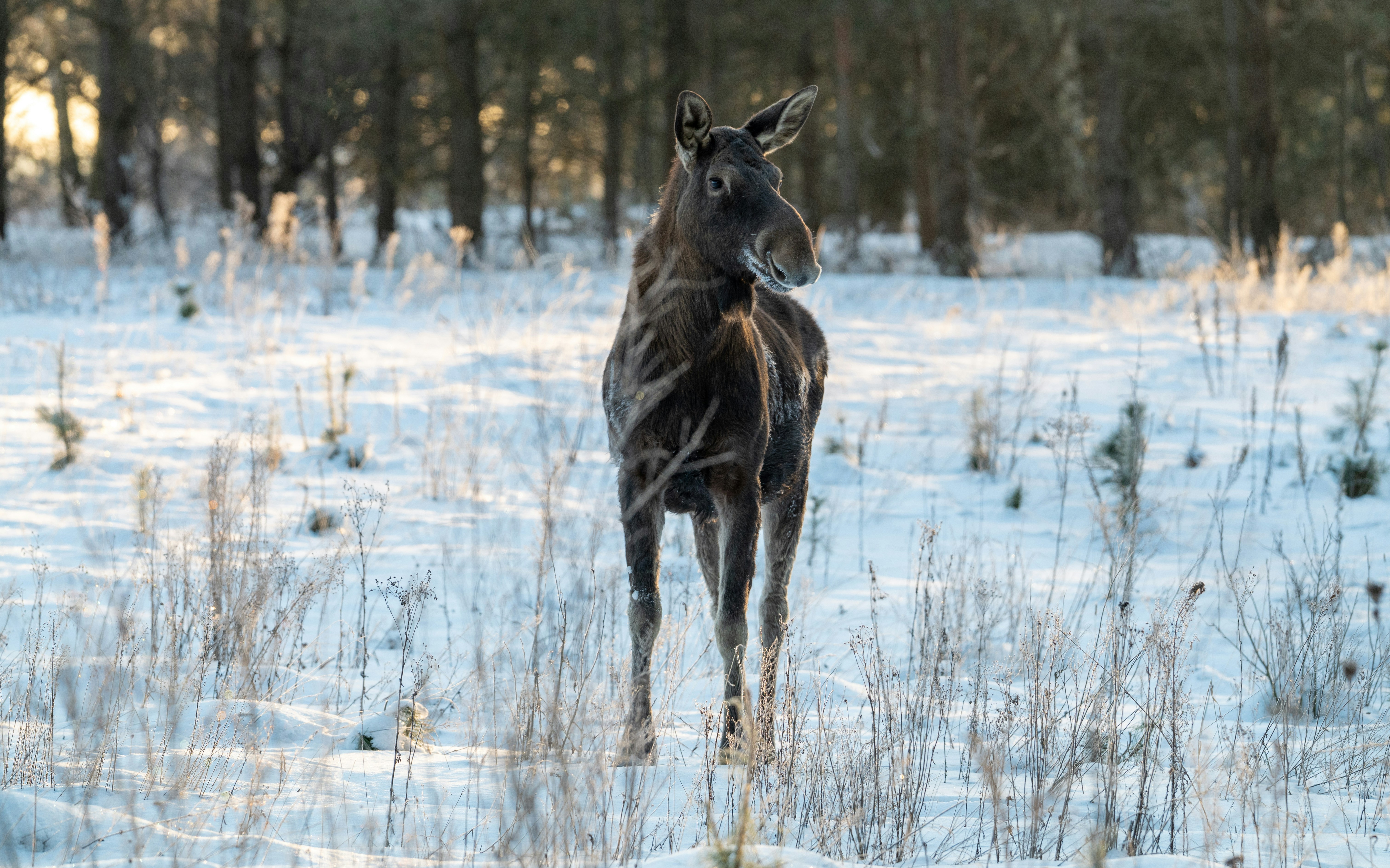 Photo by oj_wildframe