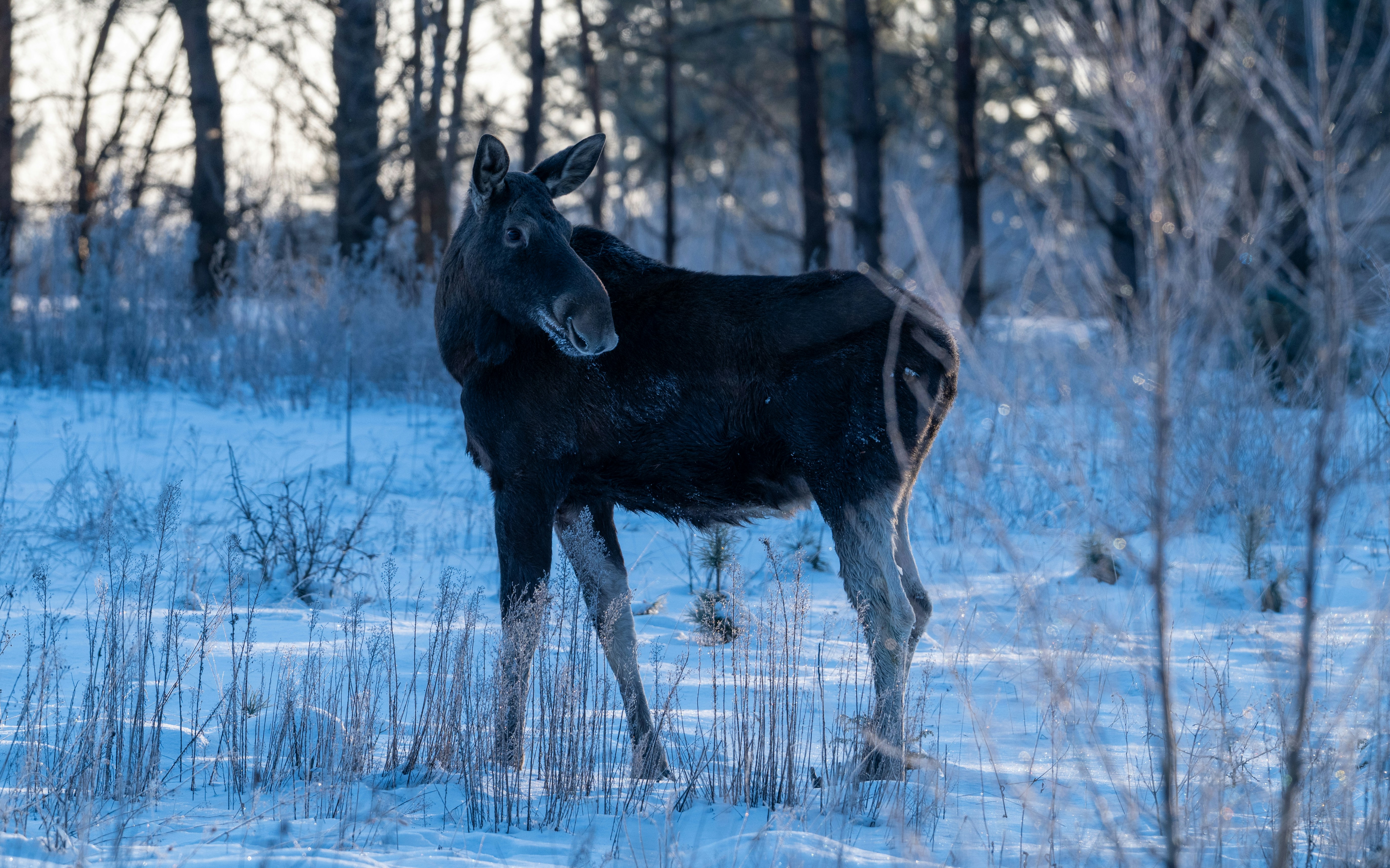 Photo by oj_wildframe