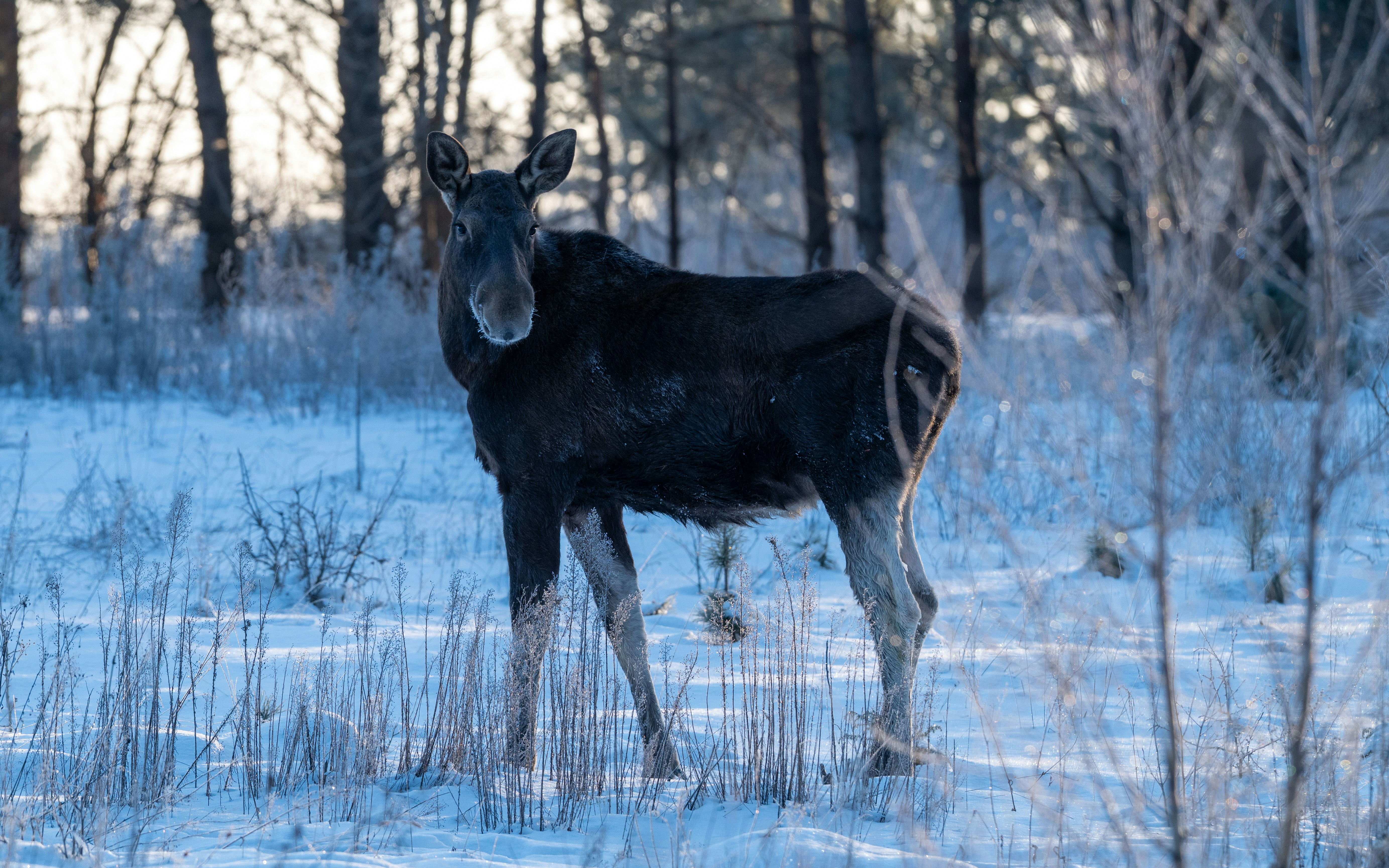 Photo by oj_wildframe