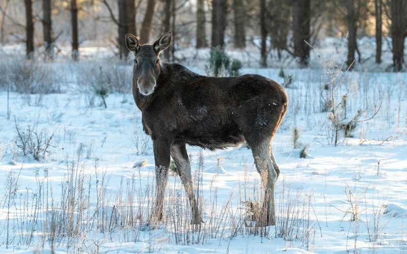 Białowieża Forest: Europe's Last Primeval Woodland