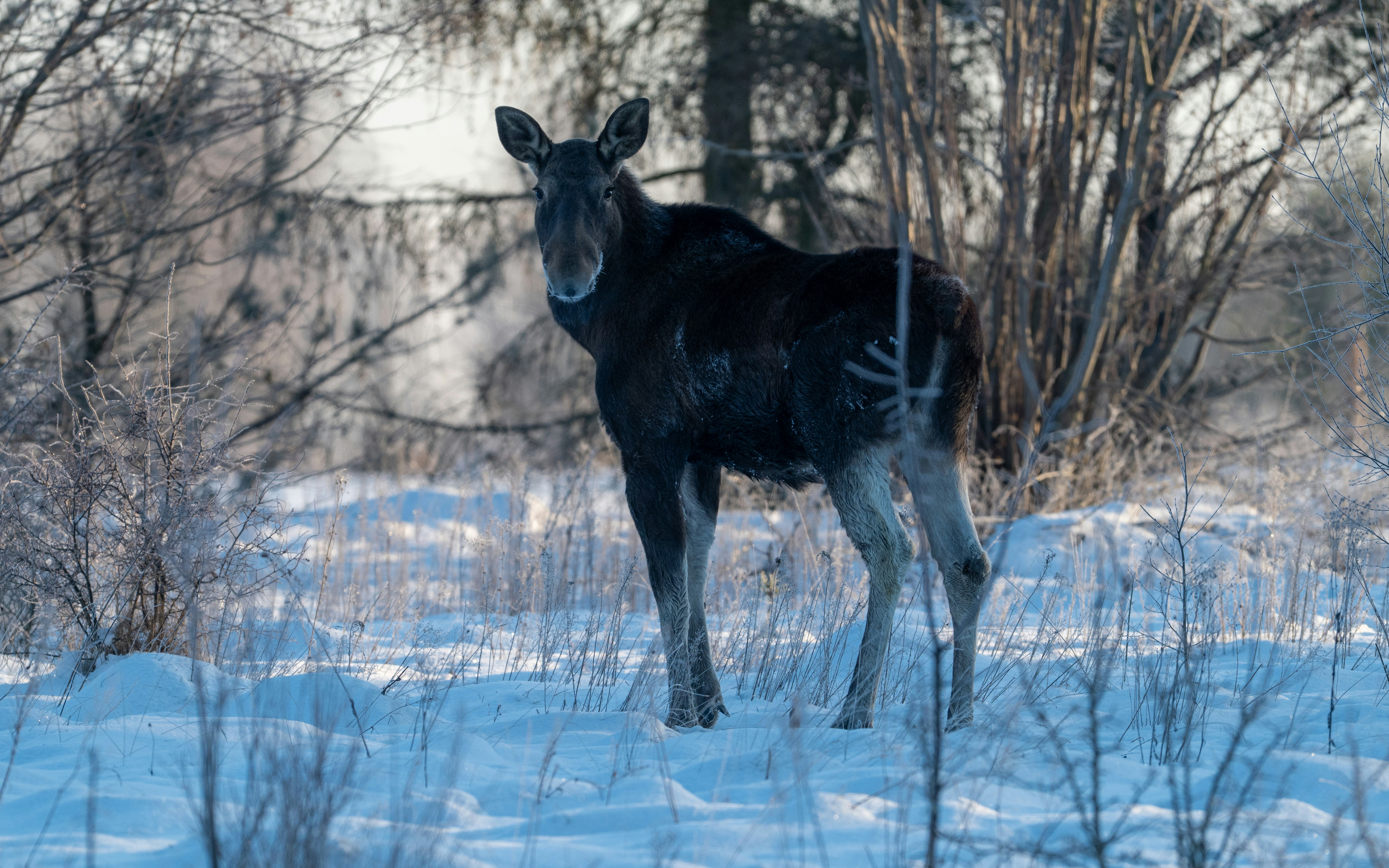 Photo by oj_wildframe