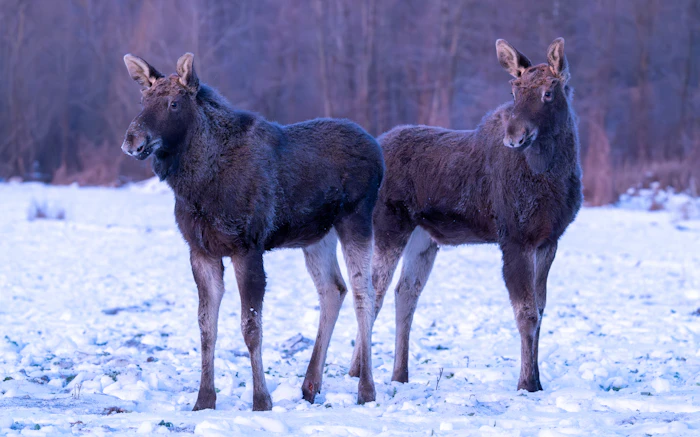 Eland