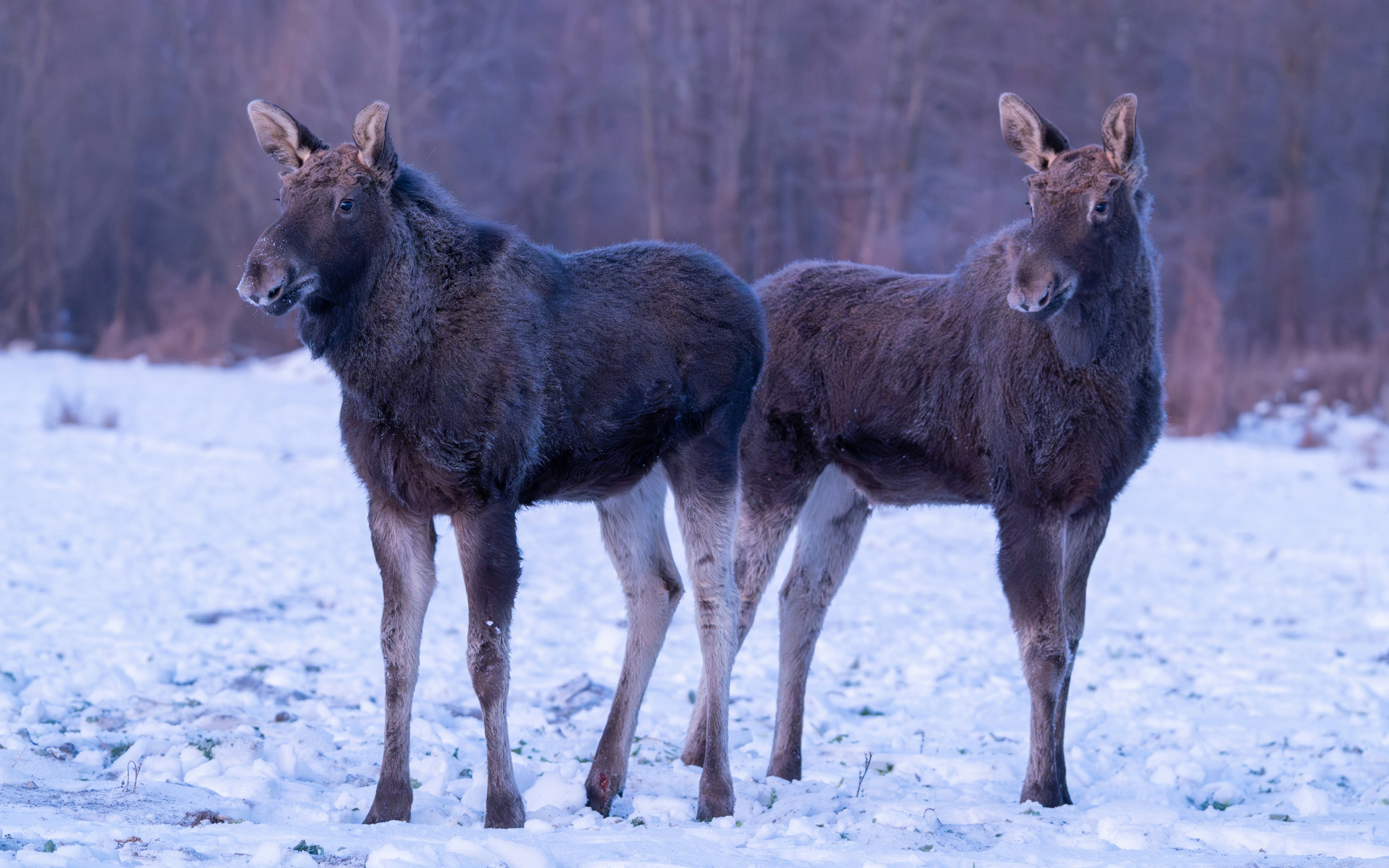 Zwei Elche stehen in einer verschneiten Winterlandschaft.