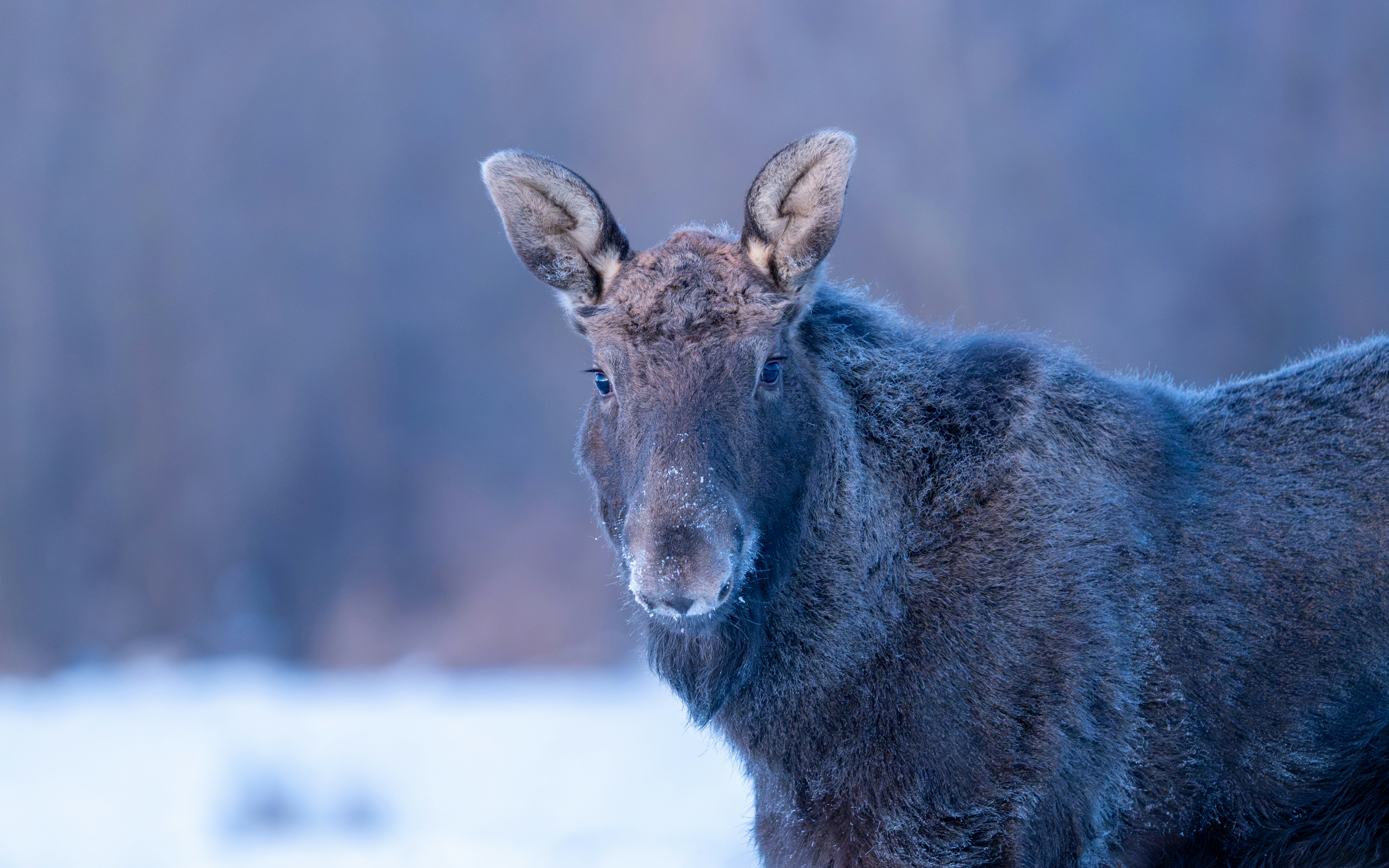 Photo by oj_wildframe