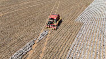 Tractor harvesting cotton in a large field.
