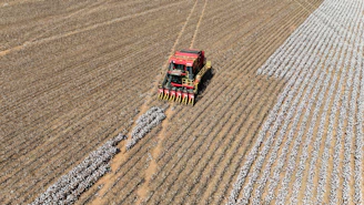 Tractor harvesting cotton in a large field.