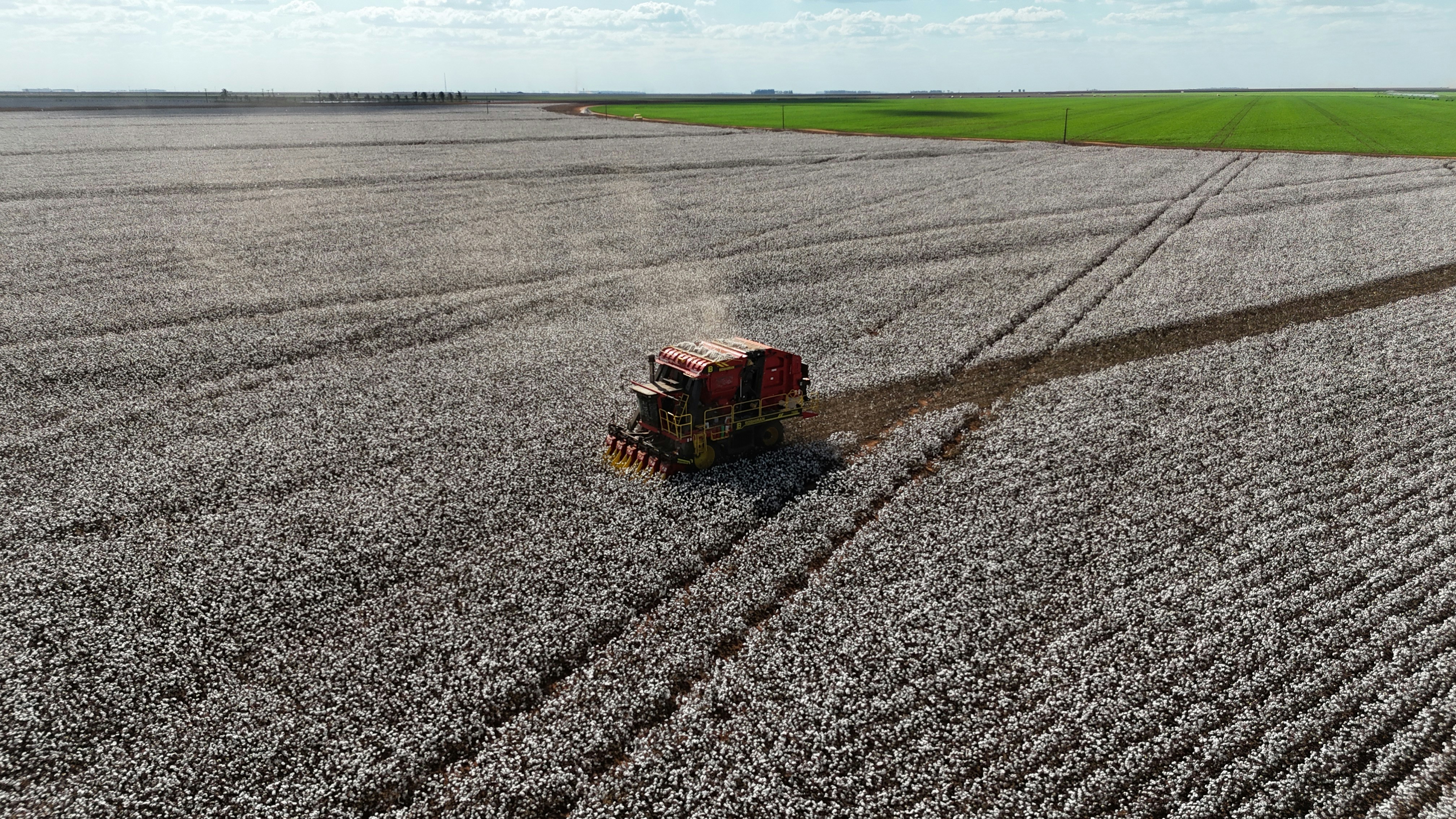 Cotton harvesting machine working in a large field