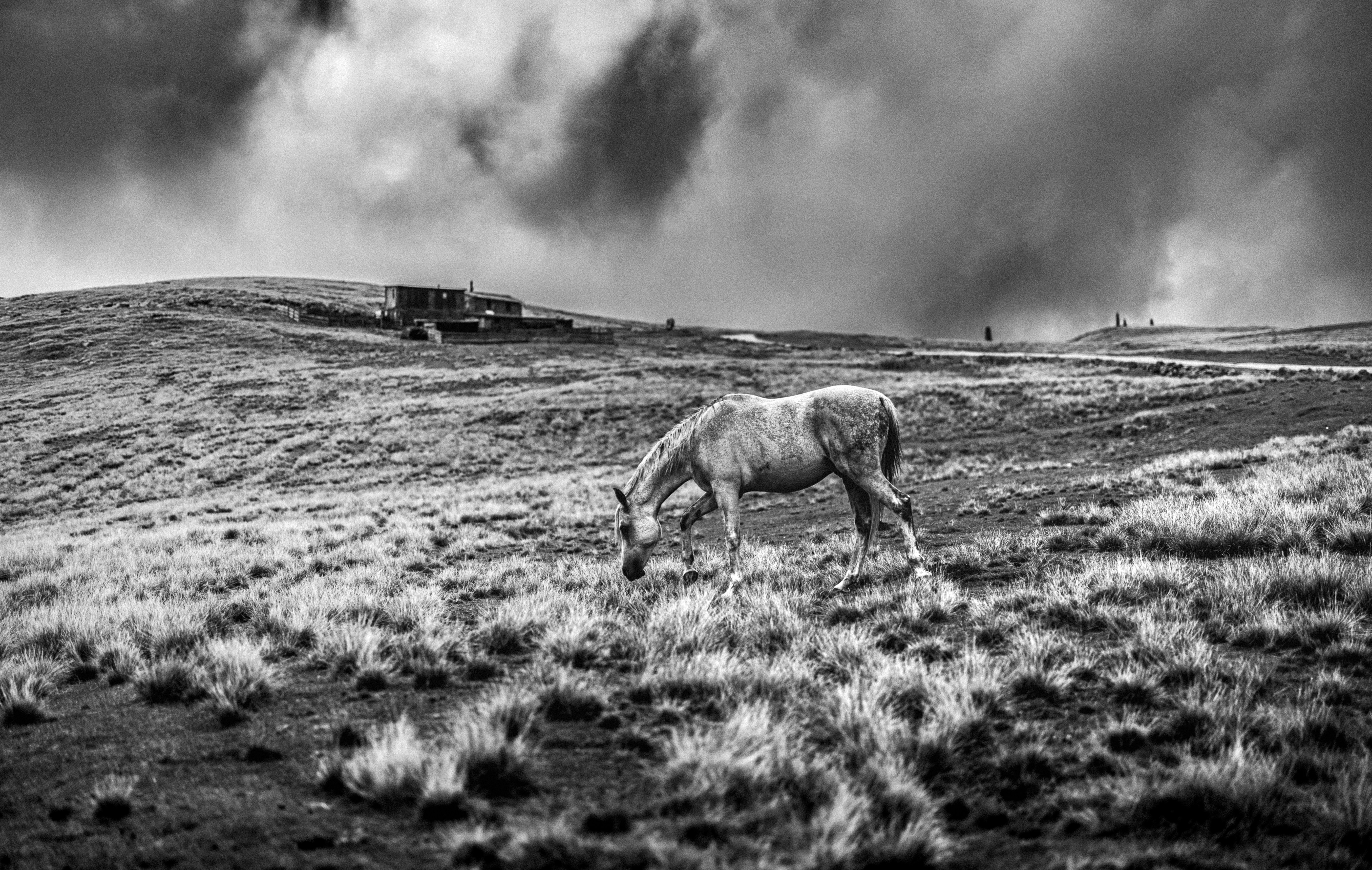 A horse grazes on a grassy hill under cloudy skies.