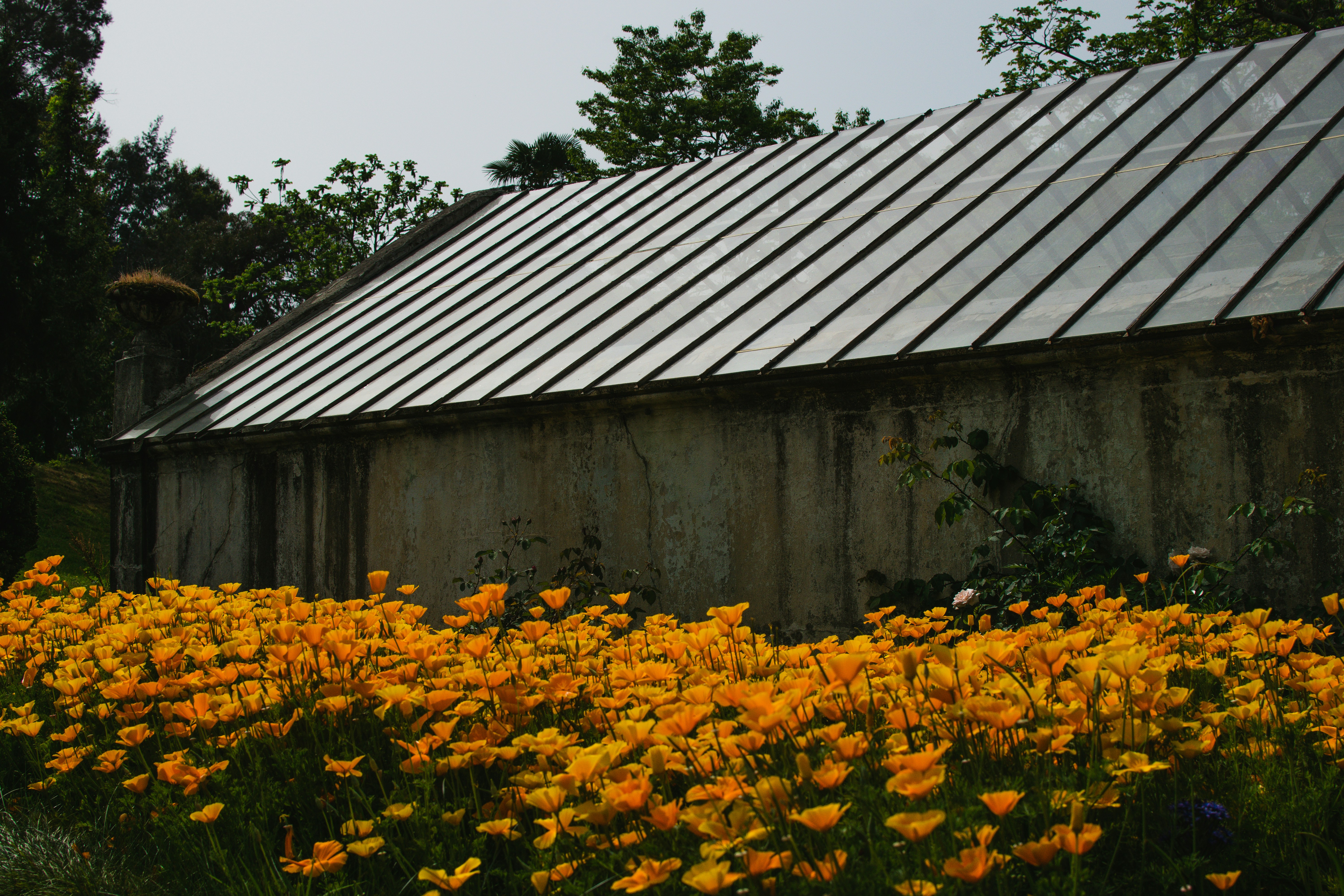 Um prédio rústico com telhado de metal e flores laranjeiras.