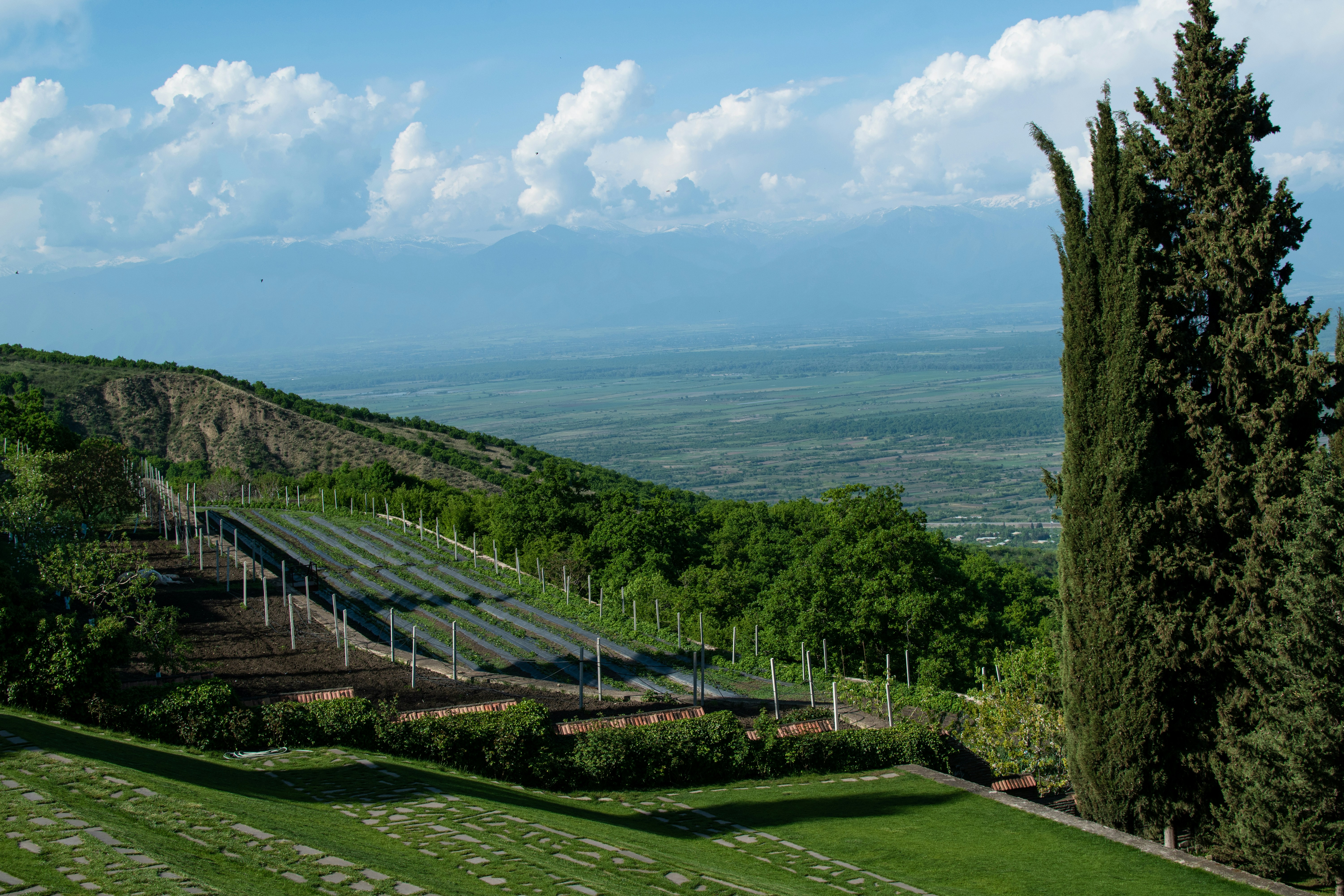Vinhedo em uma encosta com vista para um vale