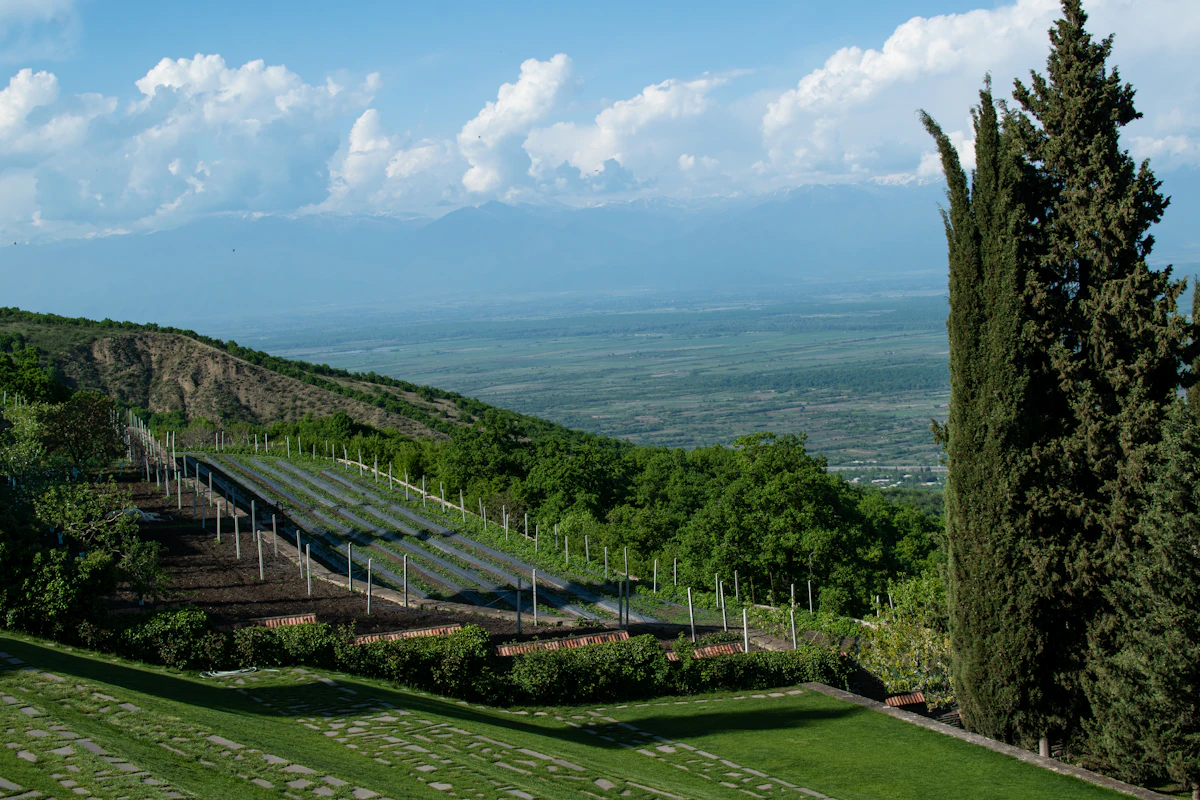 Vineyard landscape