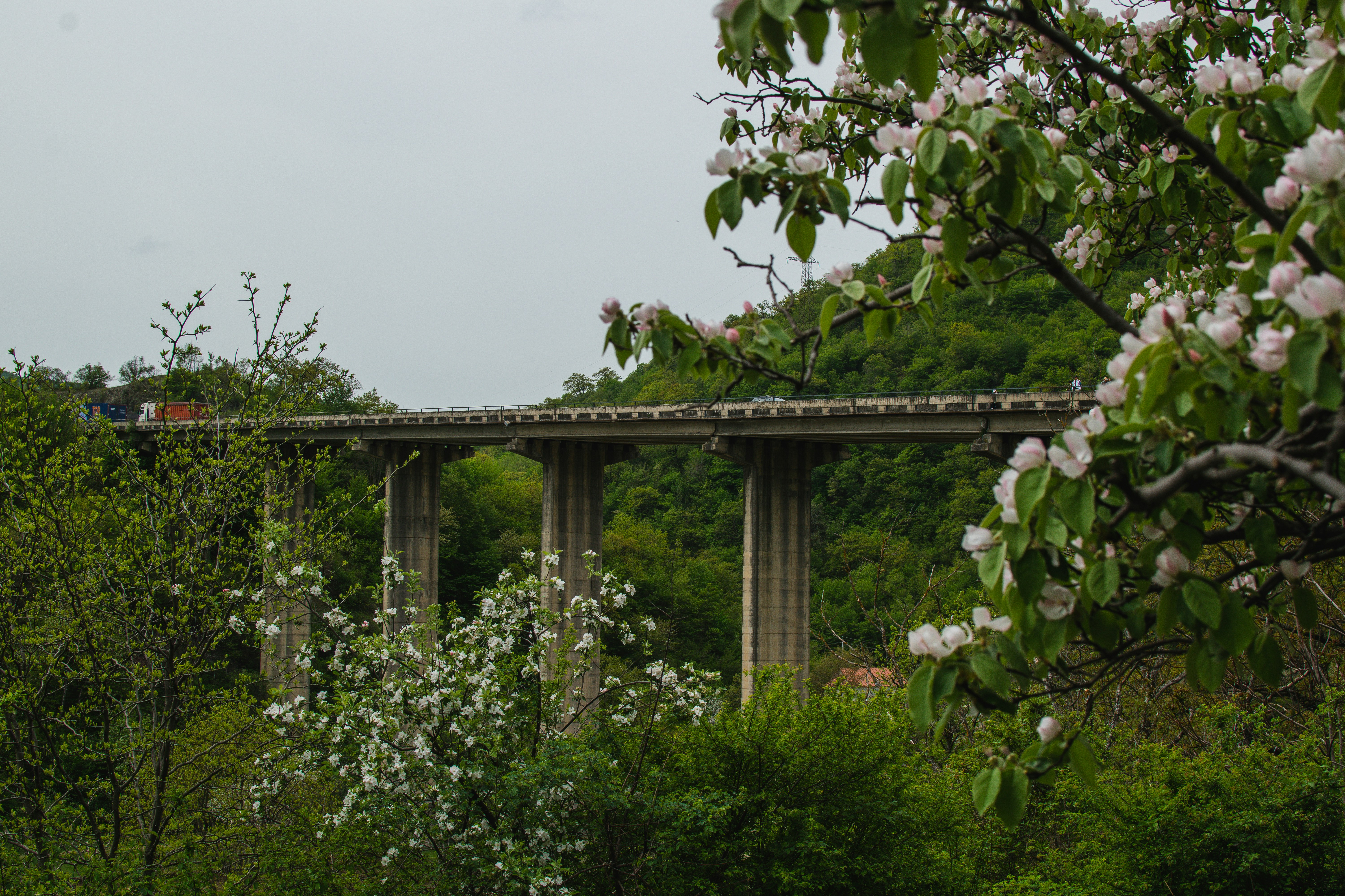 Ponte de concreto arqueada sobre árvores verdes e exuberantes